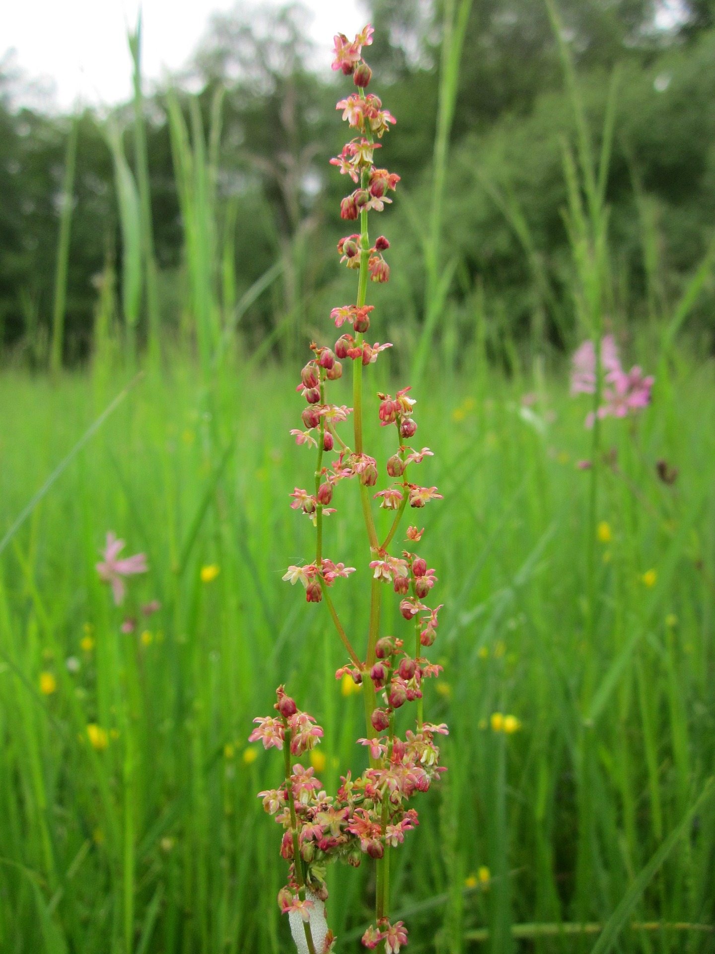 Red Sorrel