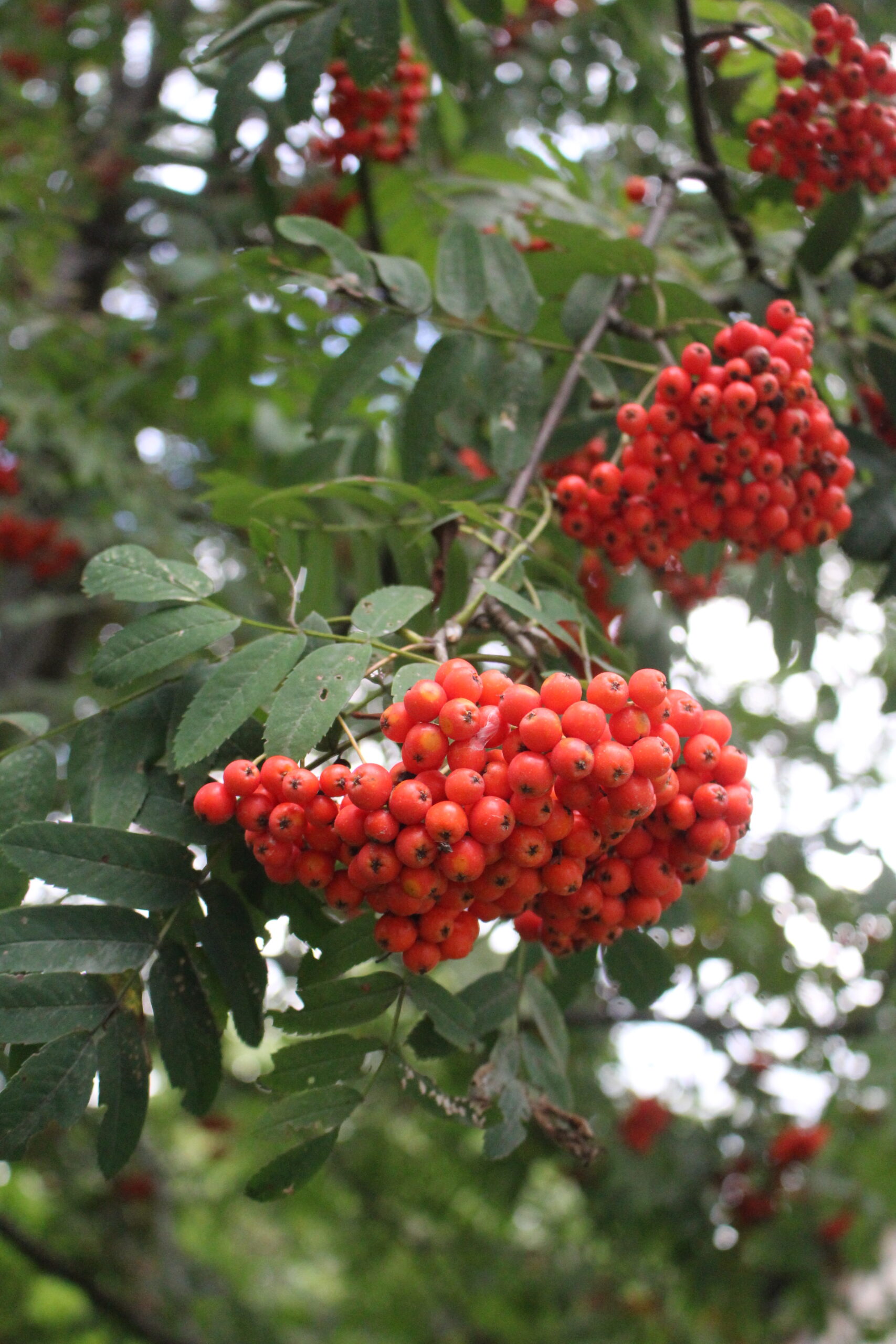 Ripe Rowanberries