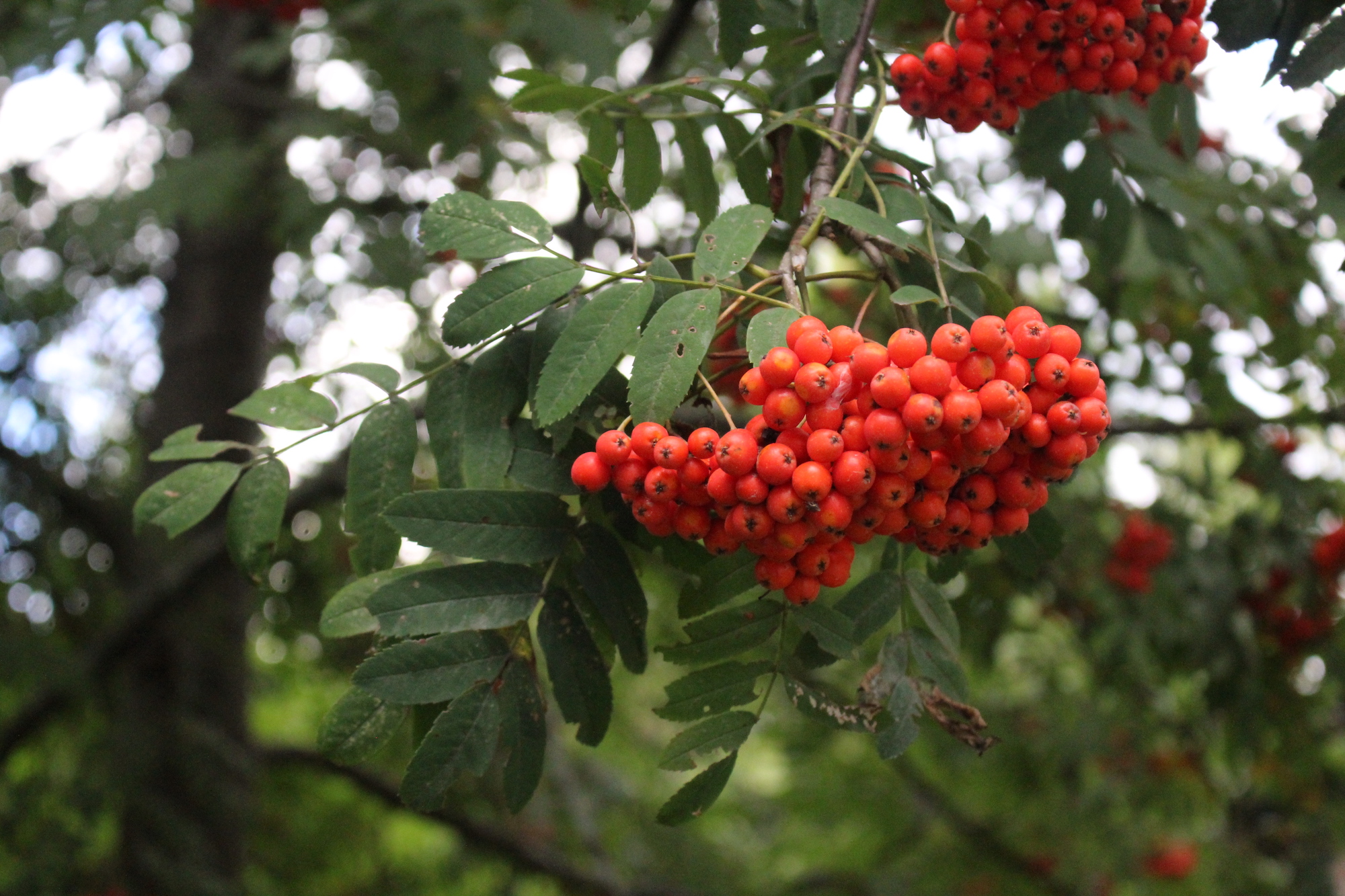 Ripe Rowanberries