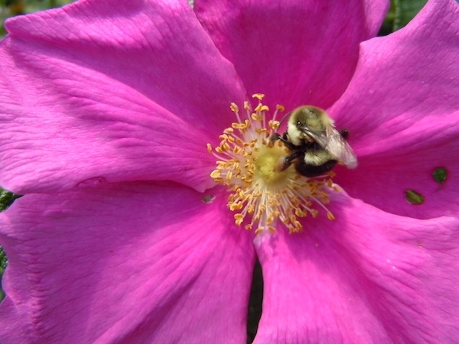 A bee pollinating the flower of a wild rose. Note that it has 5 petals, each in 2 lobes.