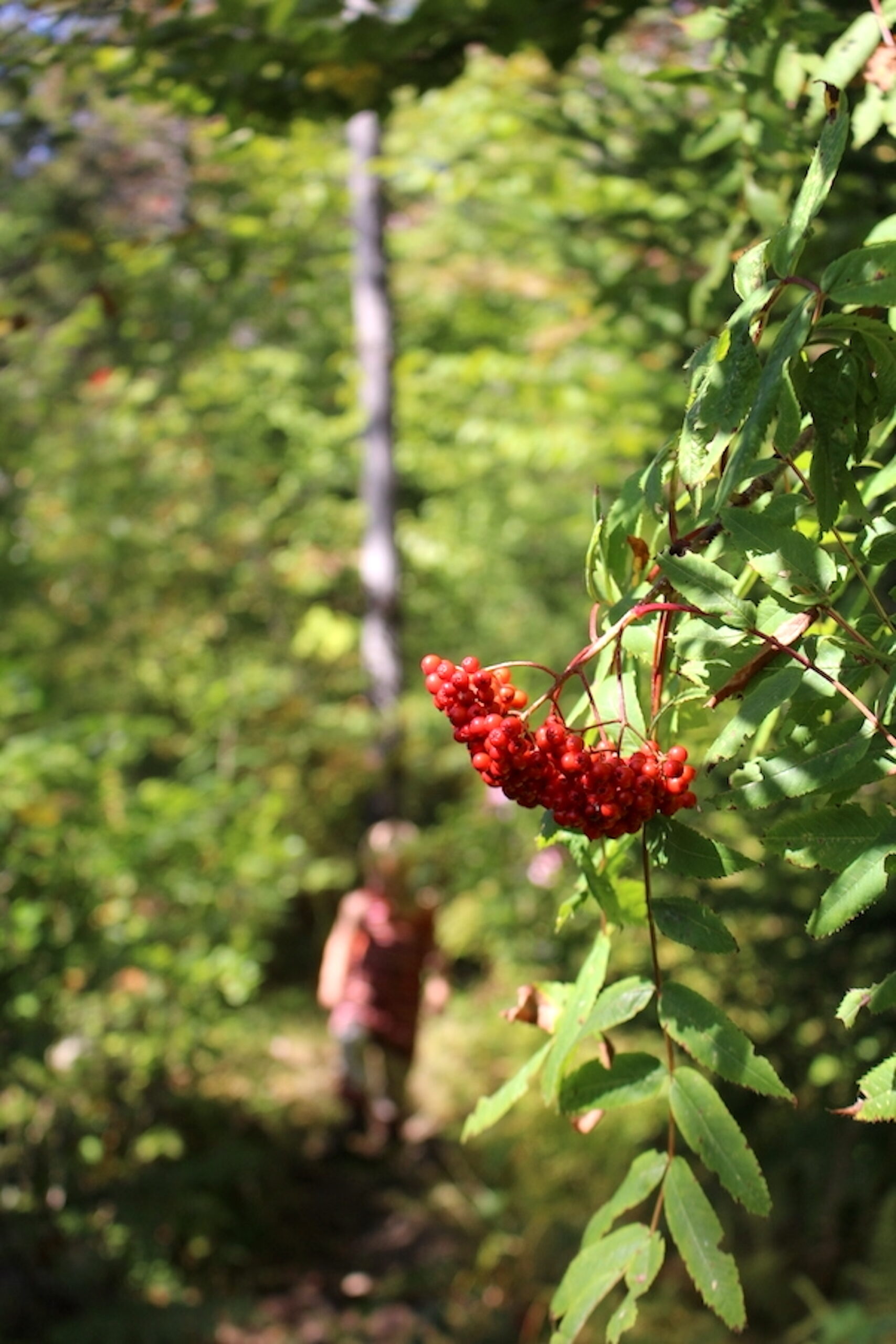 Rowanberries on Trail