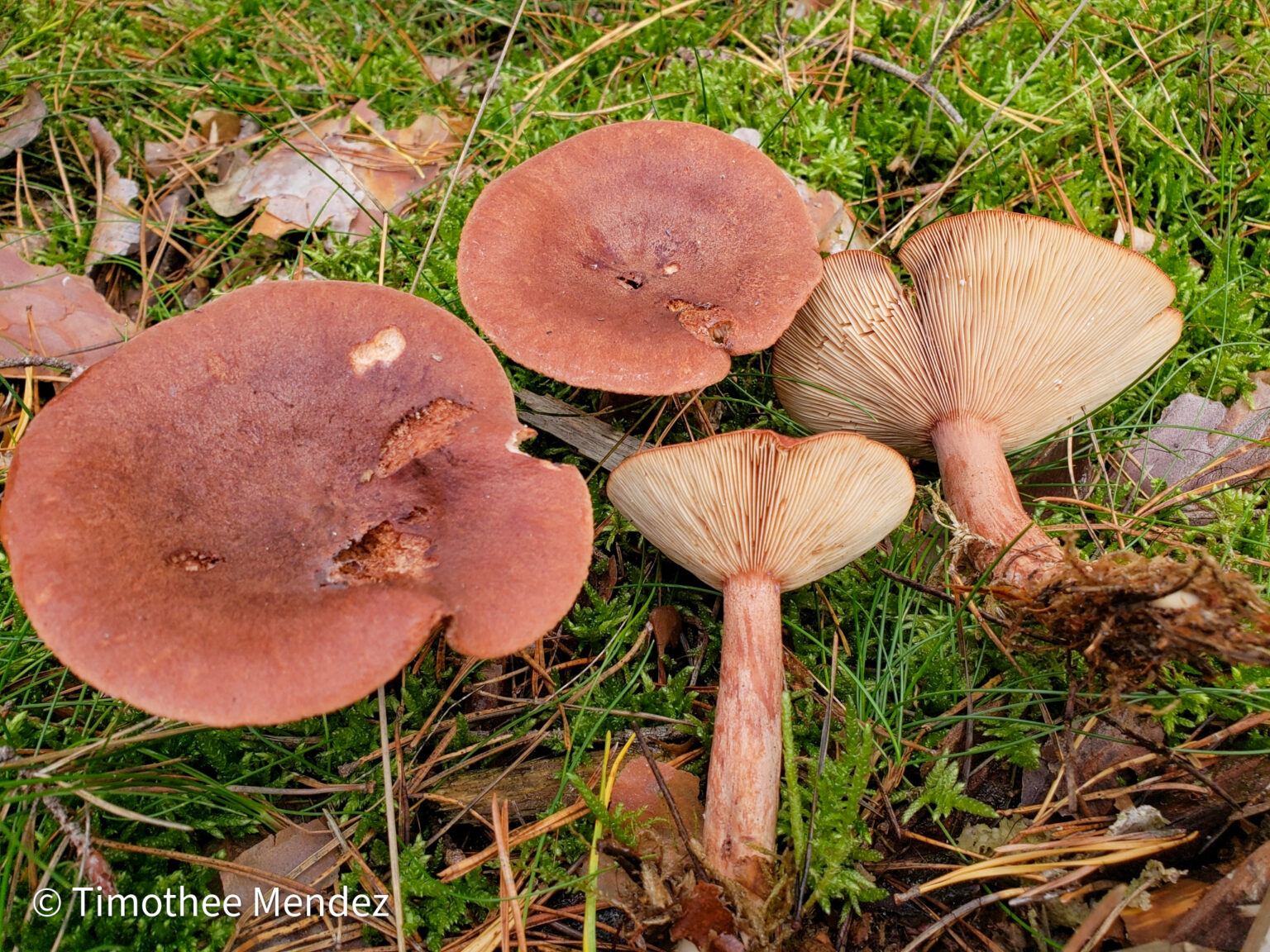 Saffron Milk Cap Look Alike