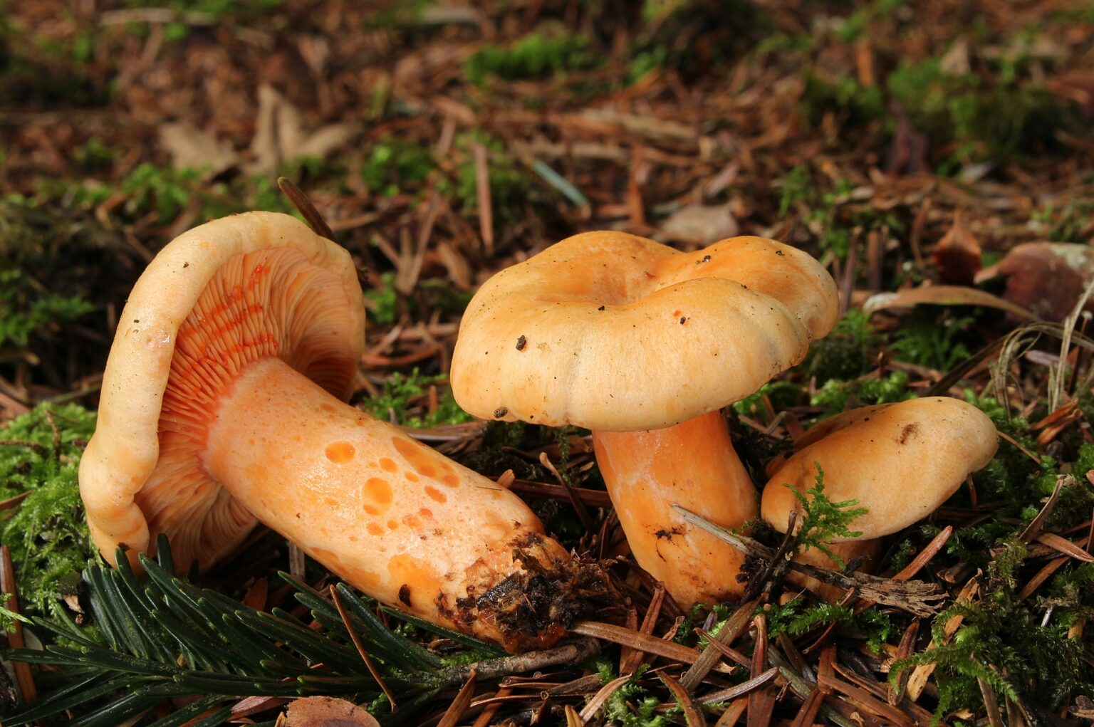 Salmon Milk Cap (Lactarius salmonicolor)