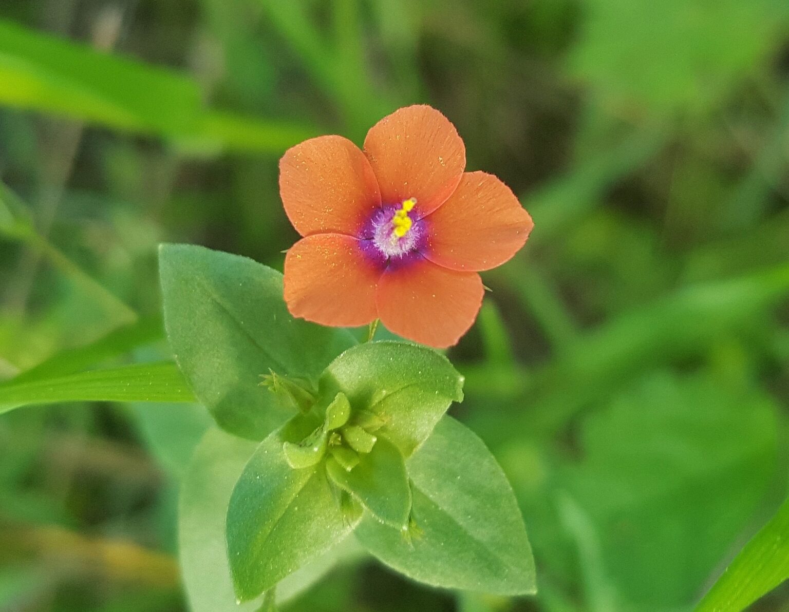 Scarlet Pimpernel