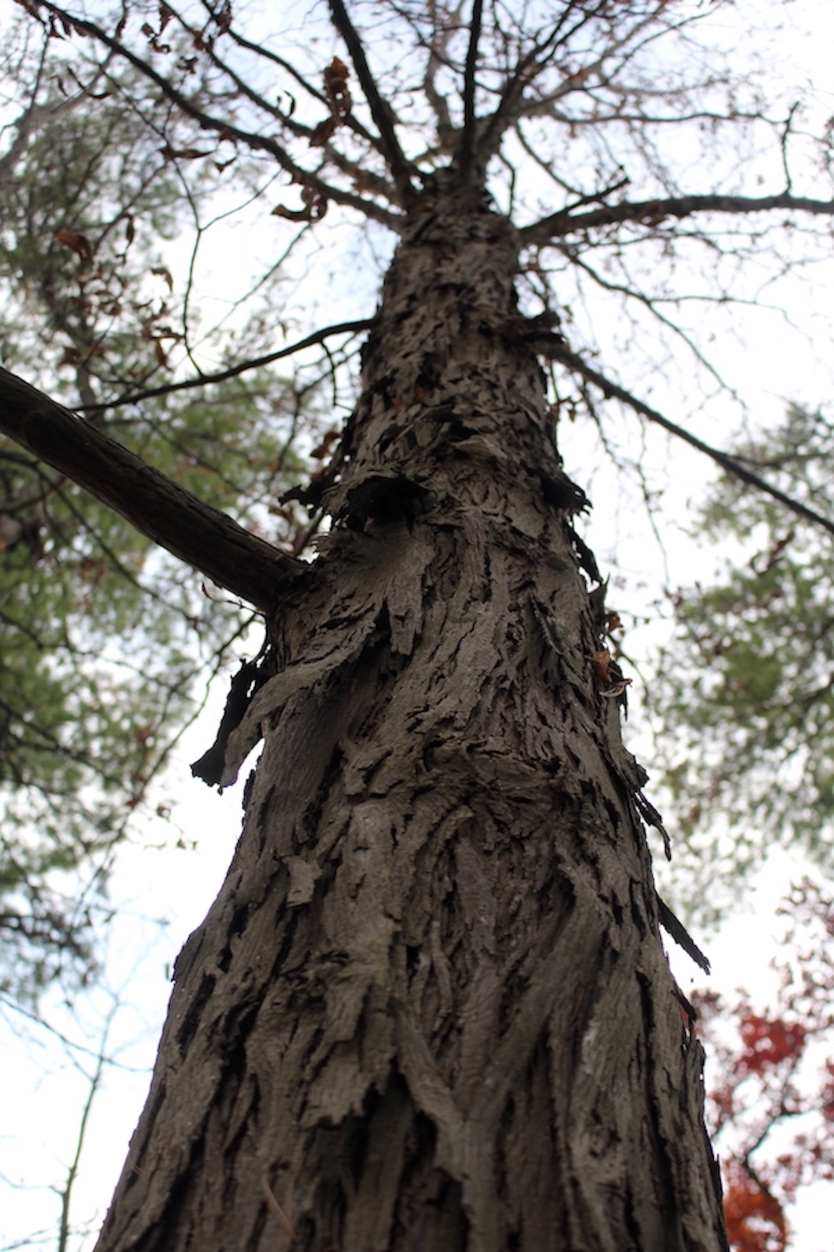Shagbark Hickory Bark