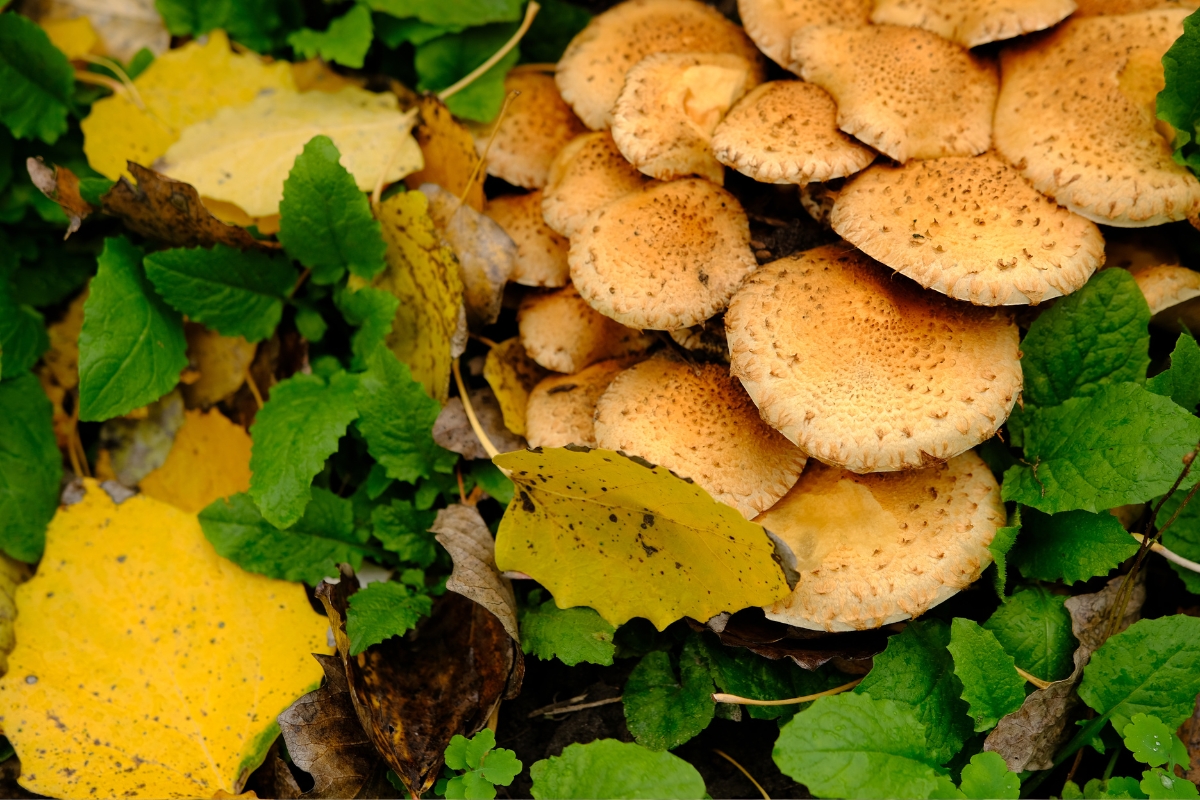 Shaggy Scaley Cap (Pholiota squarrosa)