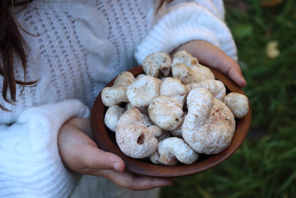 Child in a white sweater holding a brown bowl full of shrimp of the woods mushrooms