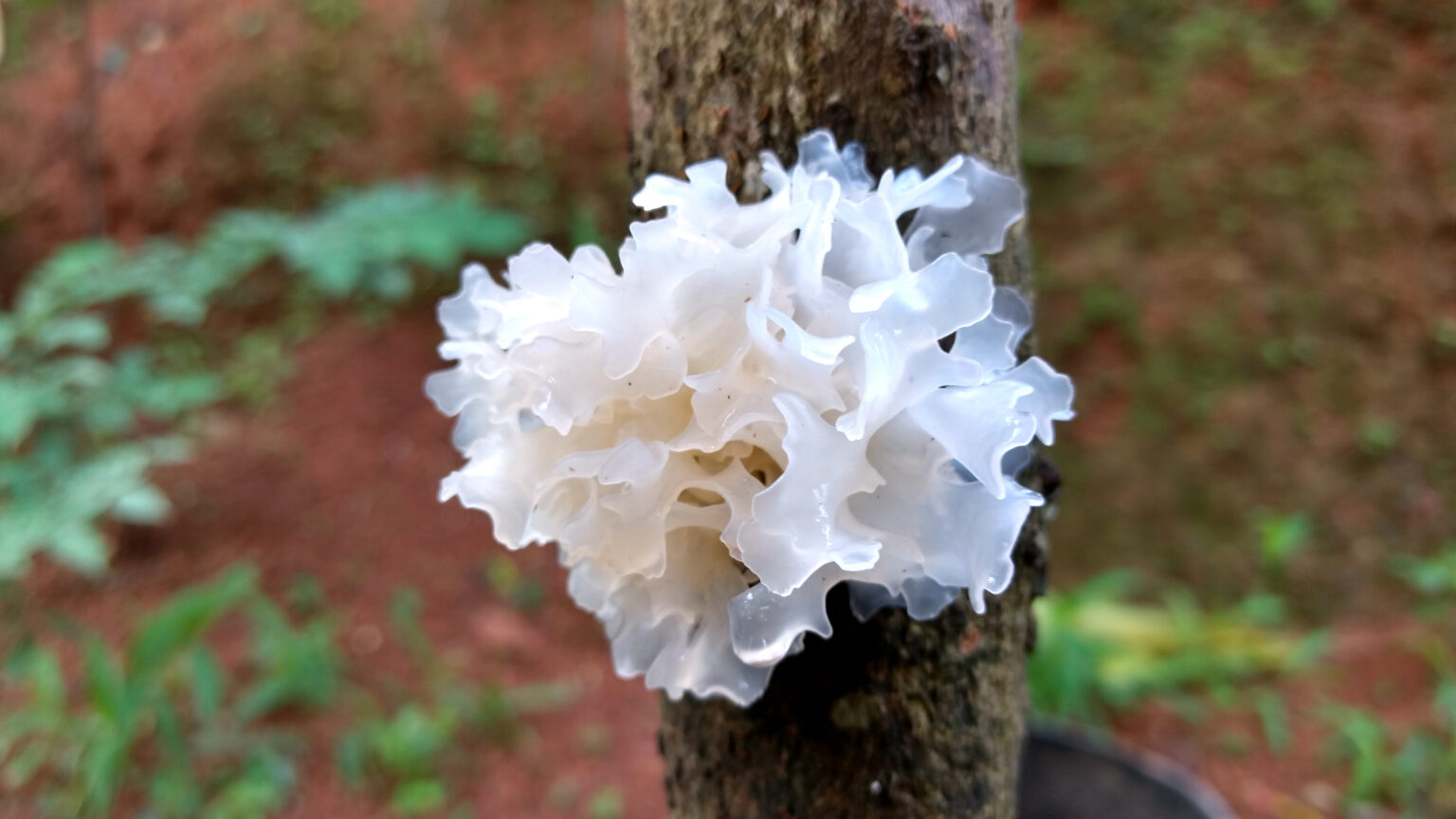 Snow Fungus (Tremella fuciformis)