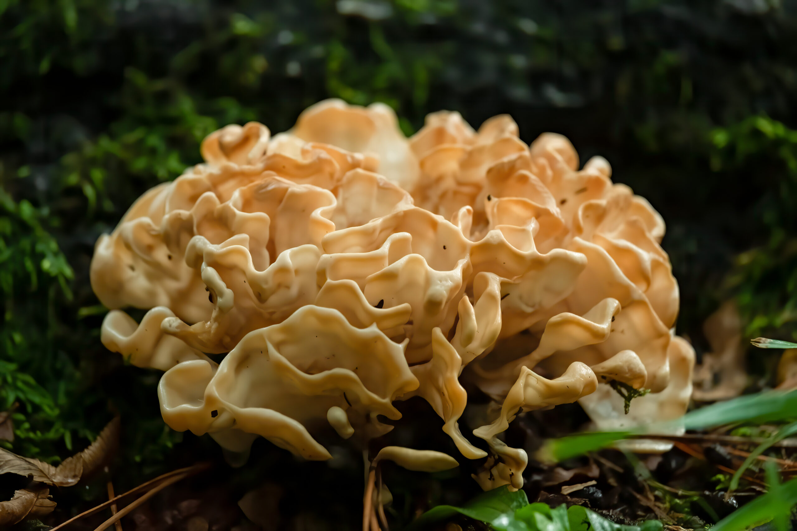 Sparassis spathulata