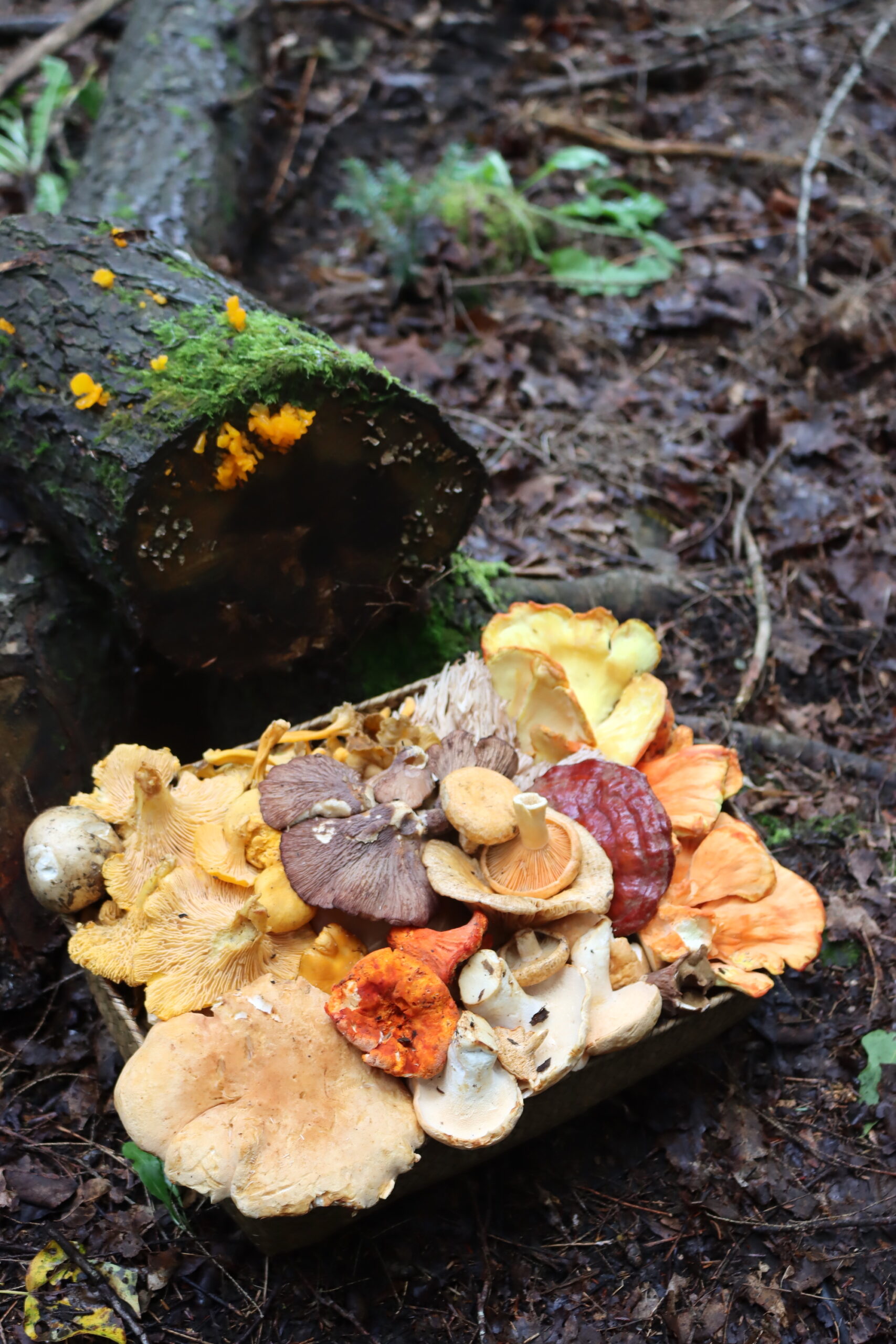 Summer Mushrooms