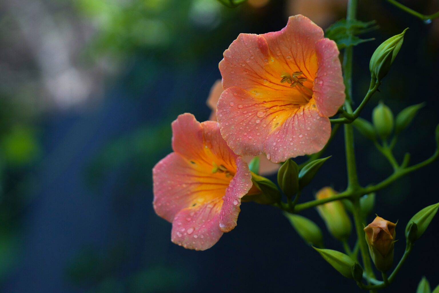 Trumpet Vine