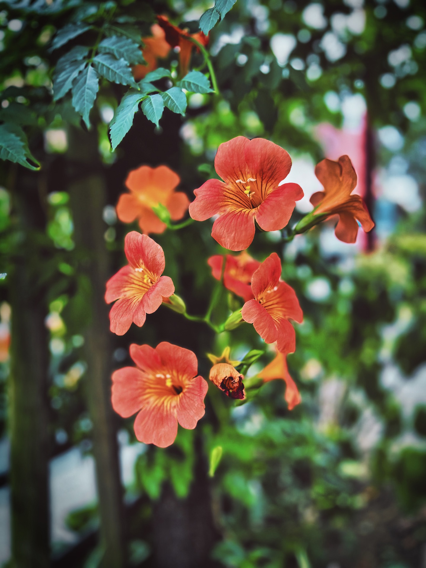 Trumpet Vine