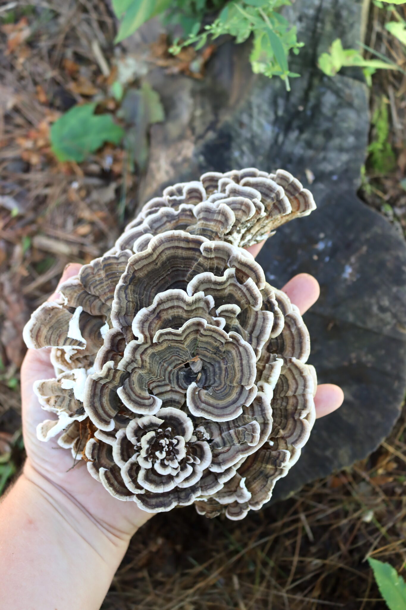 Turkey Tail Mushroom