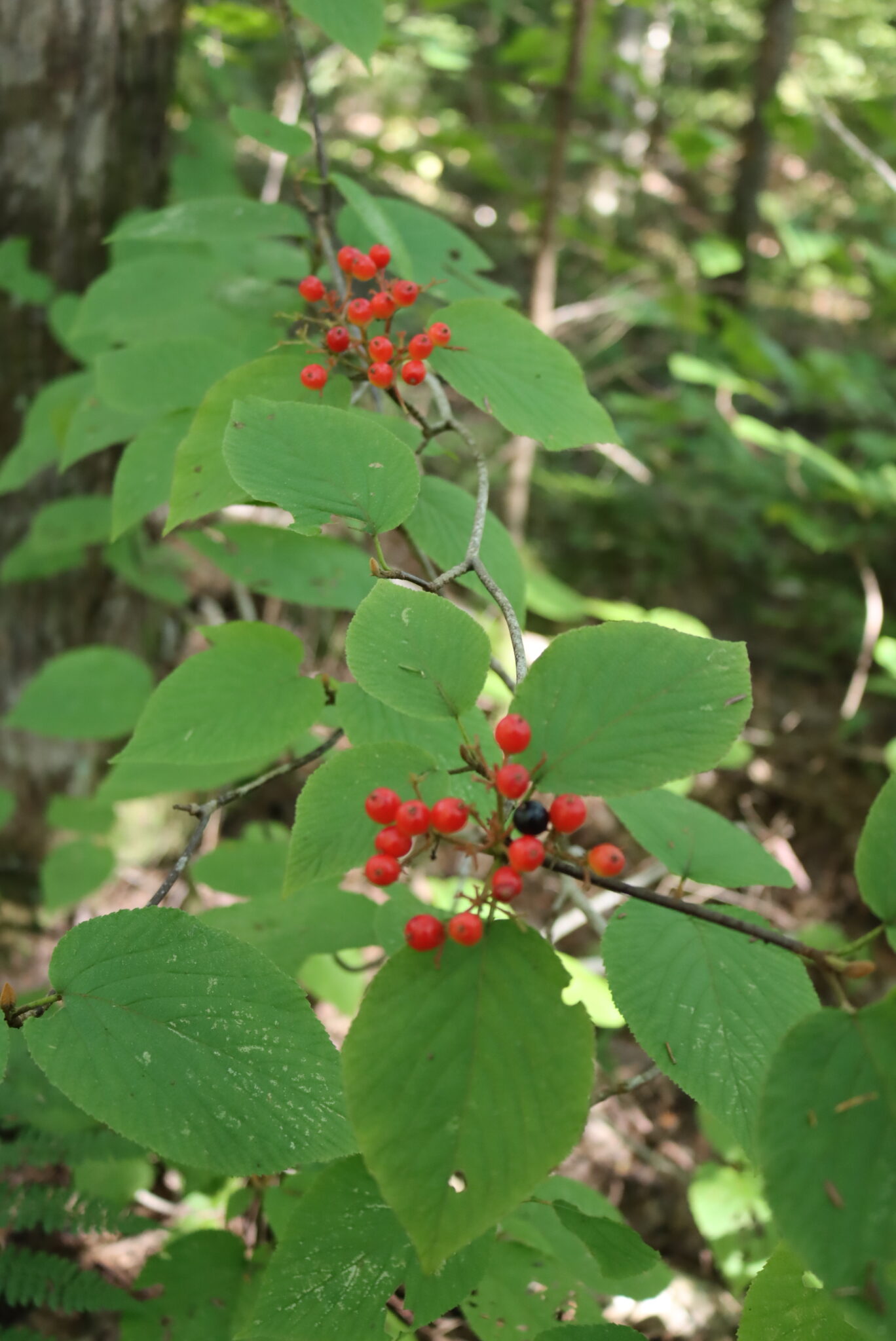Unripe Hobblebush Fruit