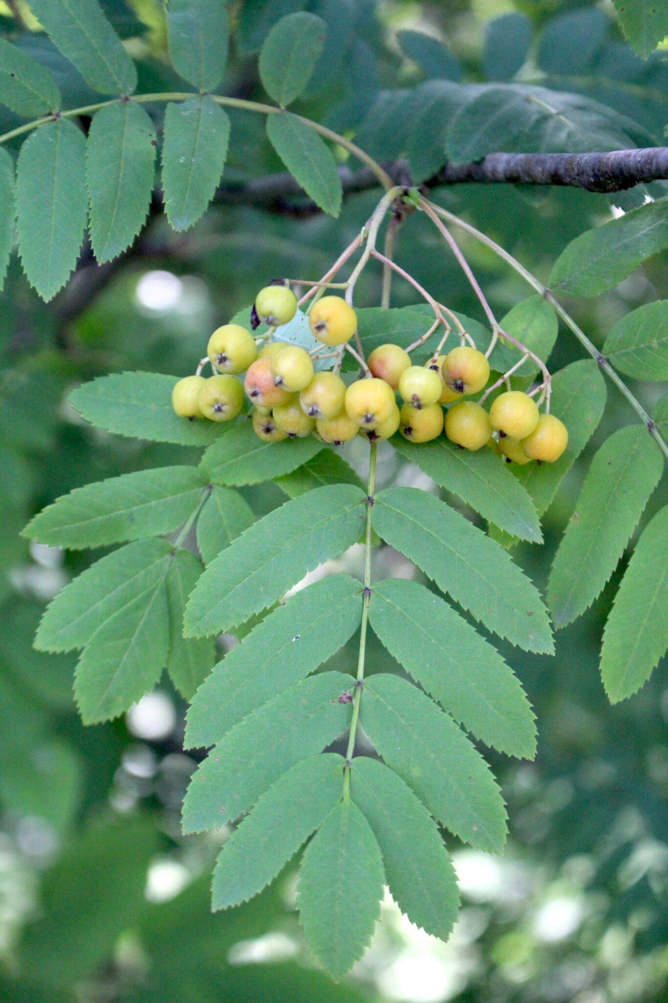Unripe Rowanberries