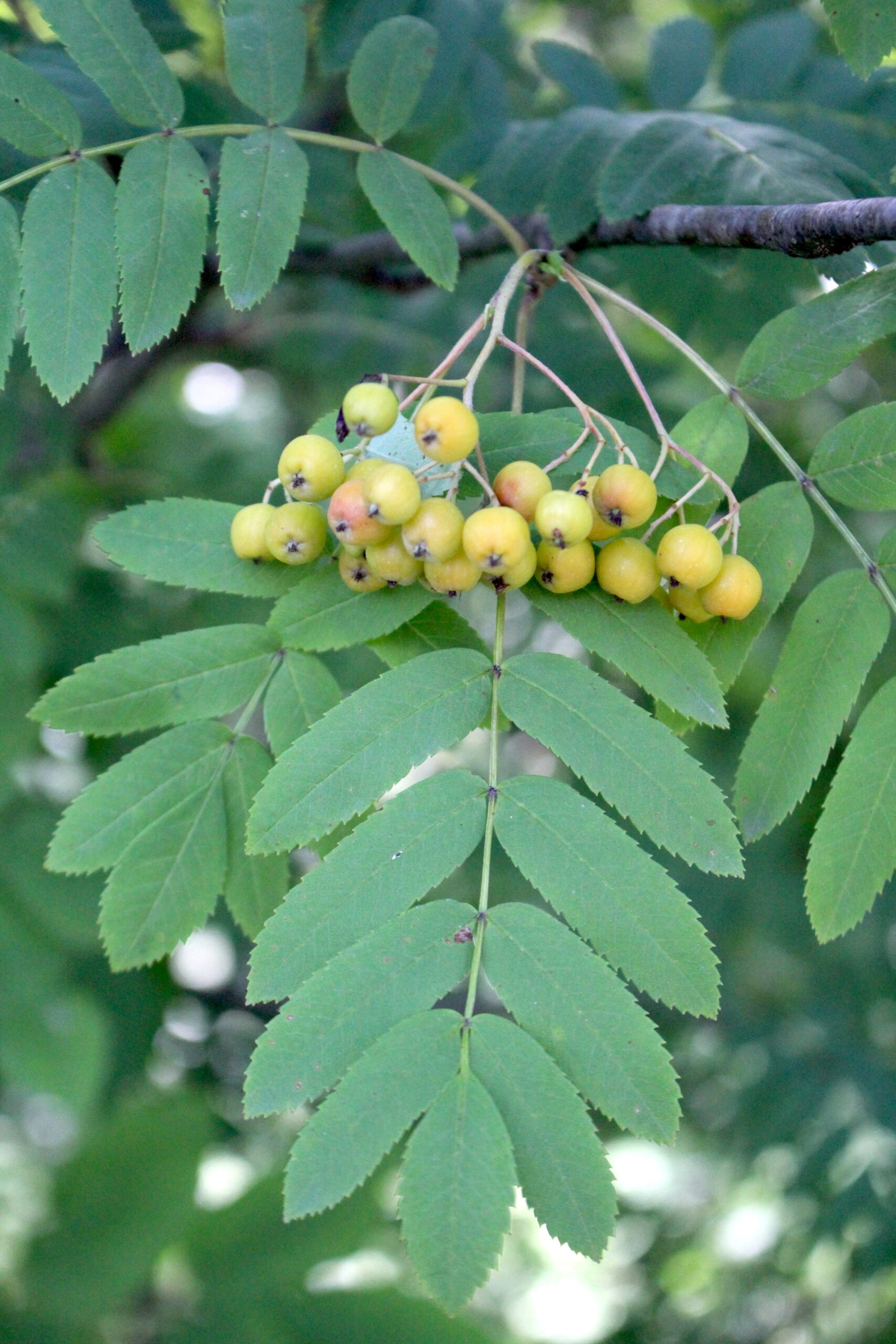 Unripe Rowanberries