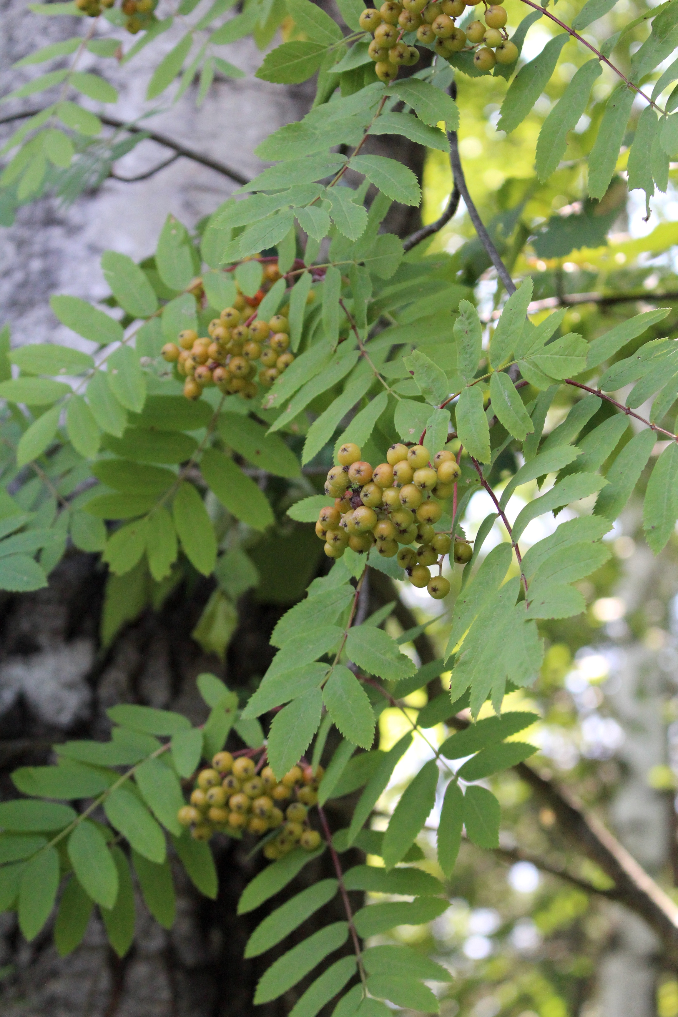 Unripe Rowanberries