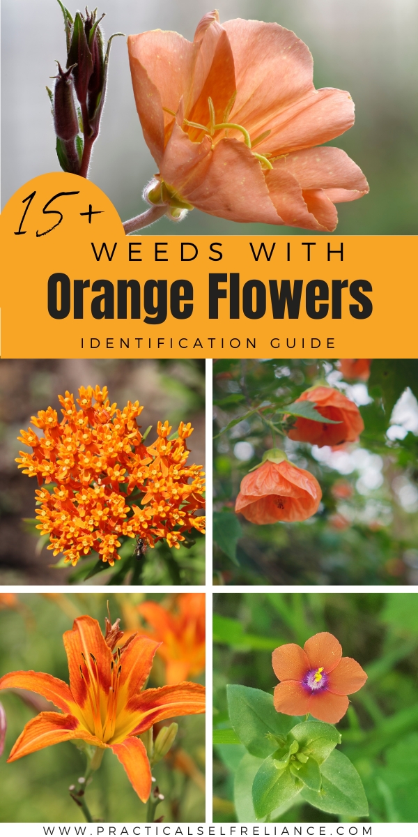 Weeds with Orange Flowers Identification Guide