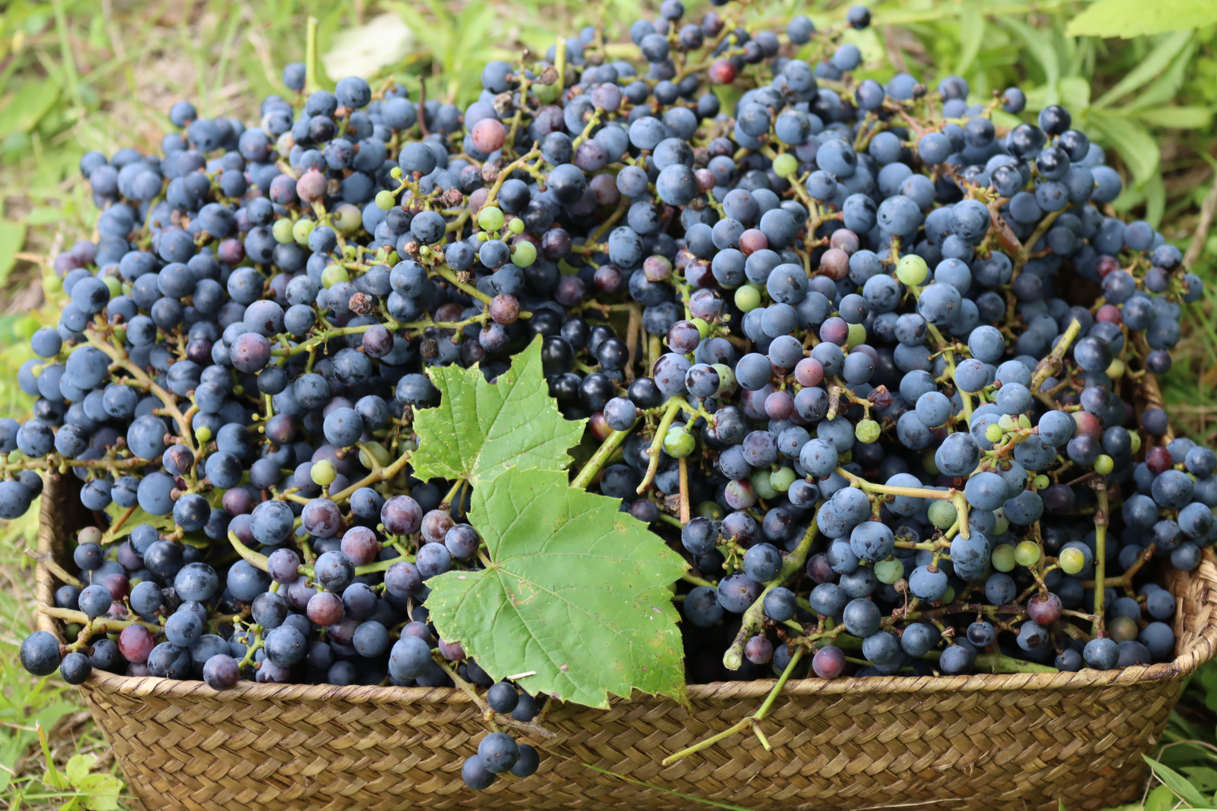 Wild Grapes Basket