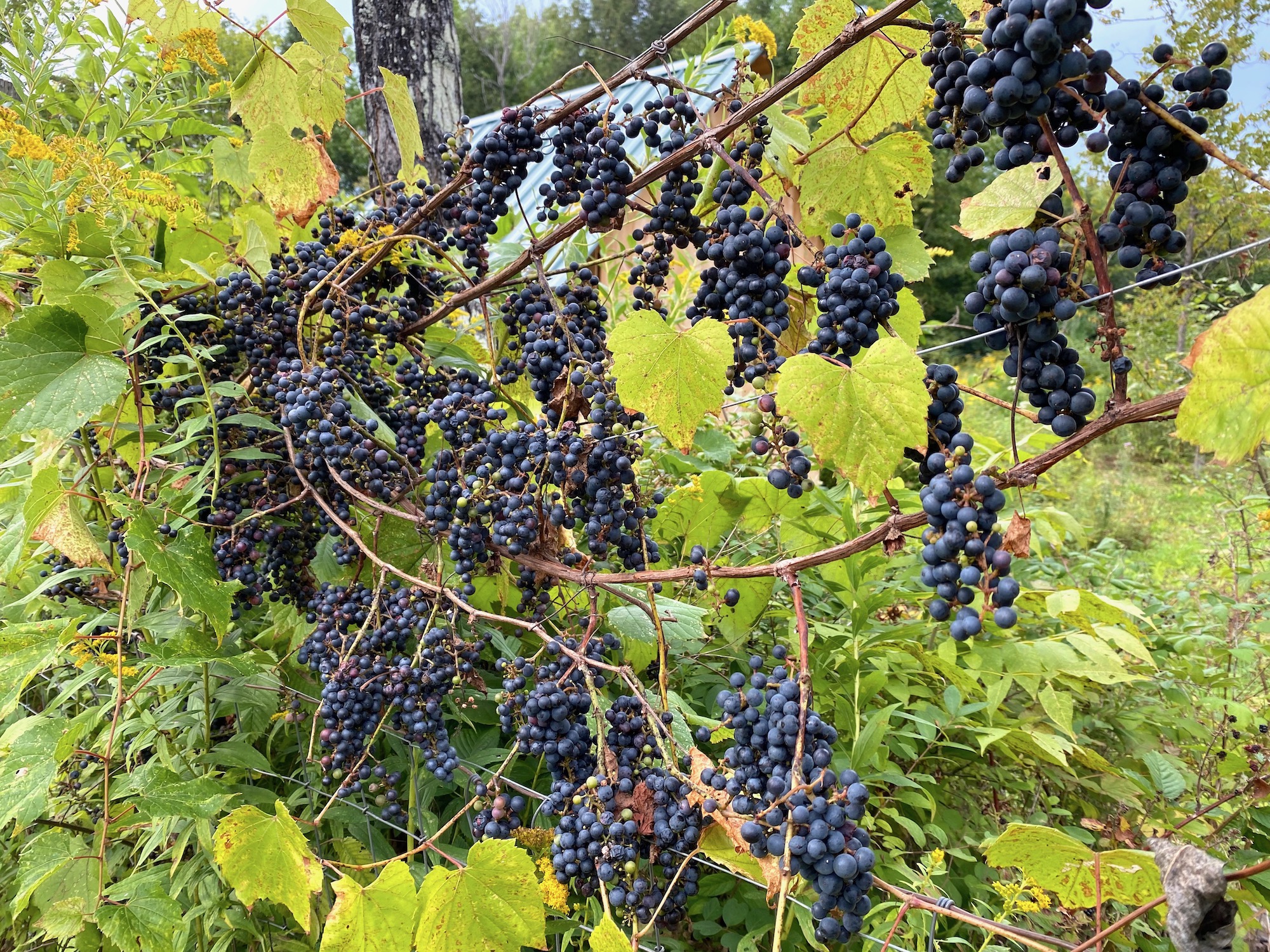 Wild Grapes Growing on a Fence