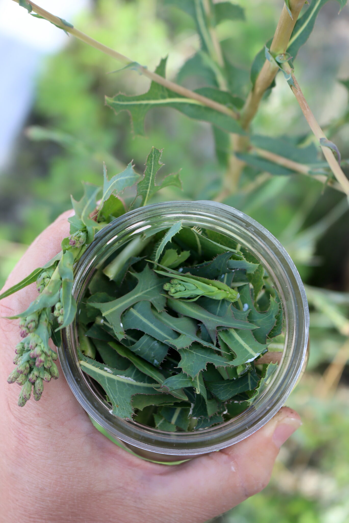 Wild Lettuce harvest