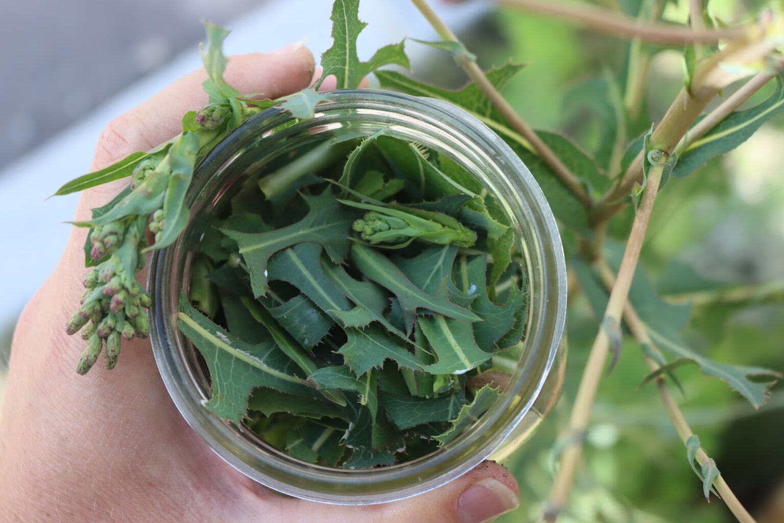 Wild Lettuce harvest