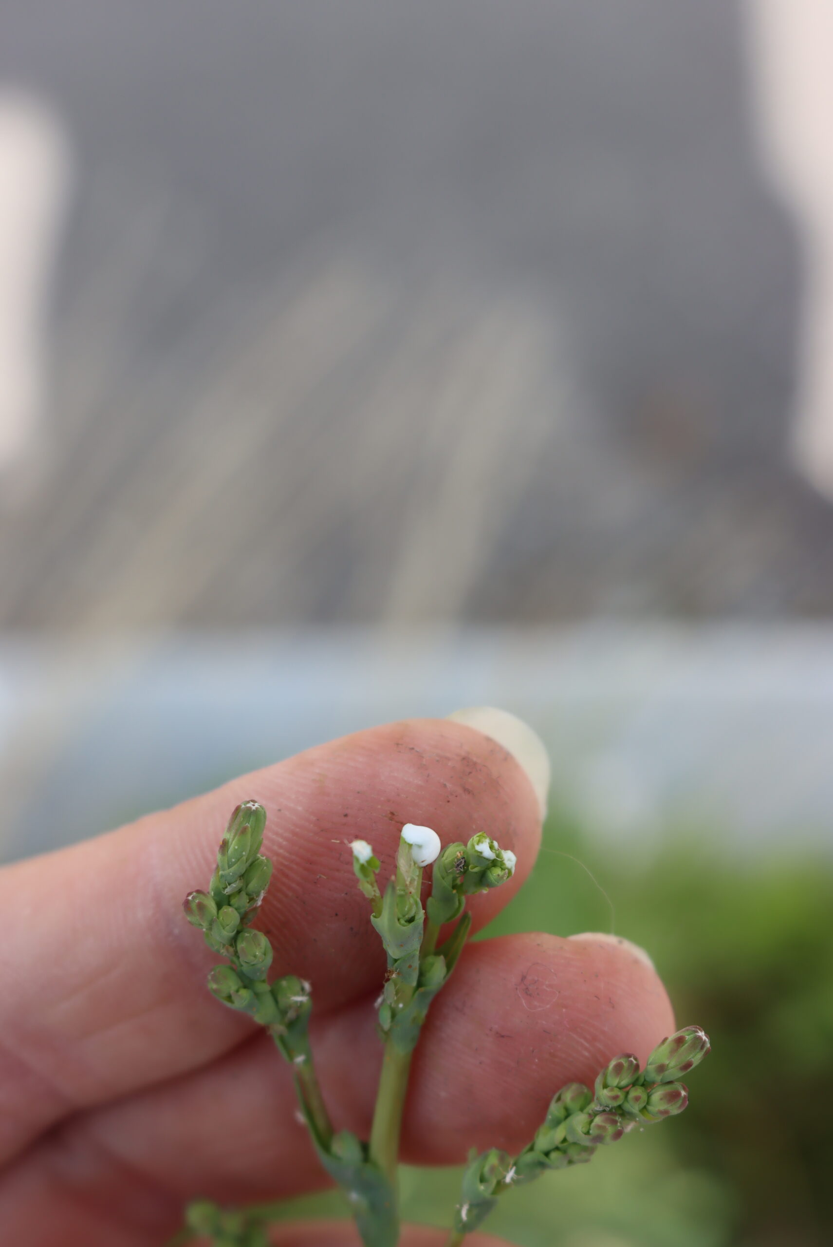 Wild Lettuce sap