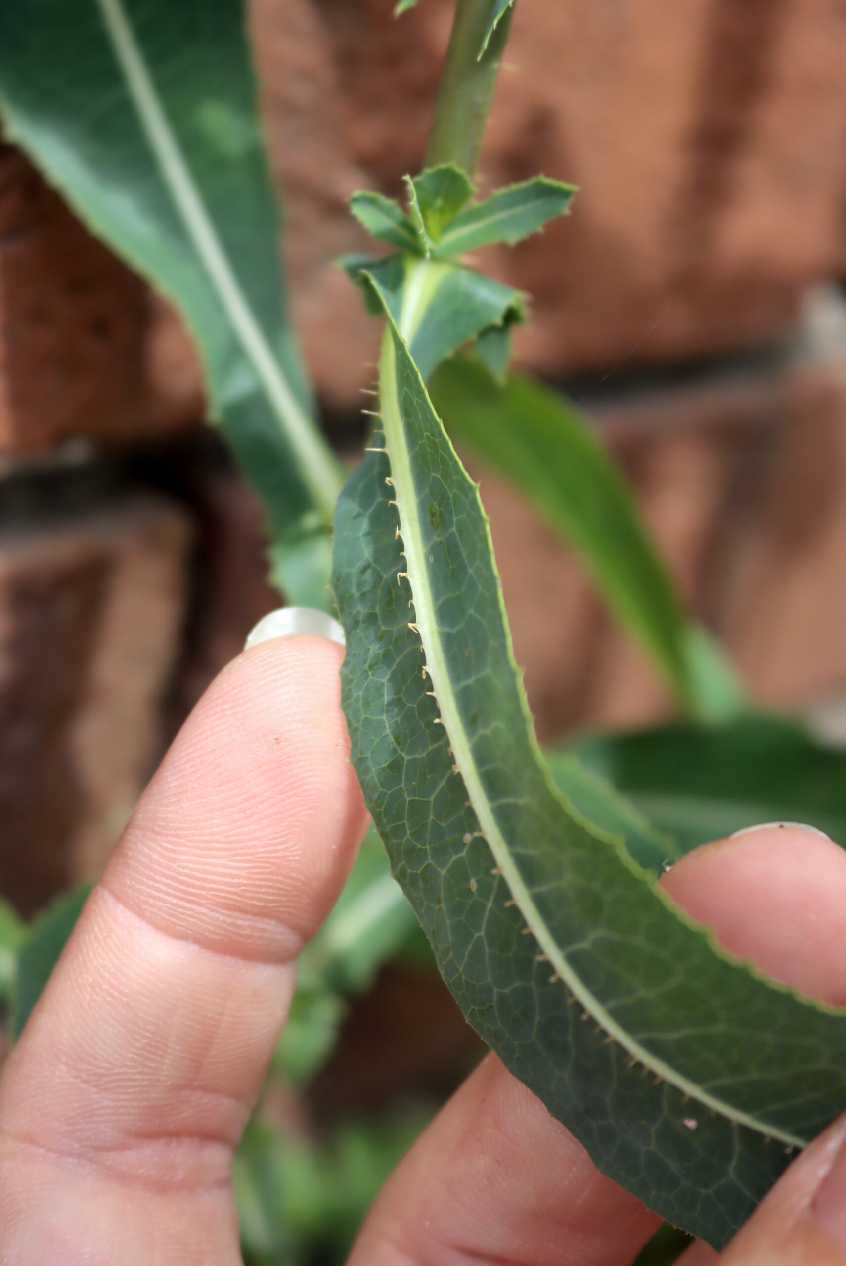 Wild Lettuce spines