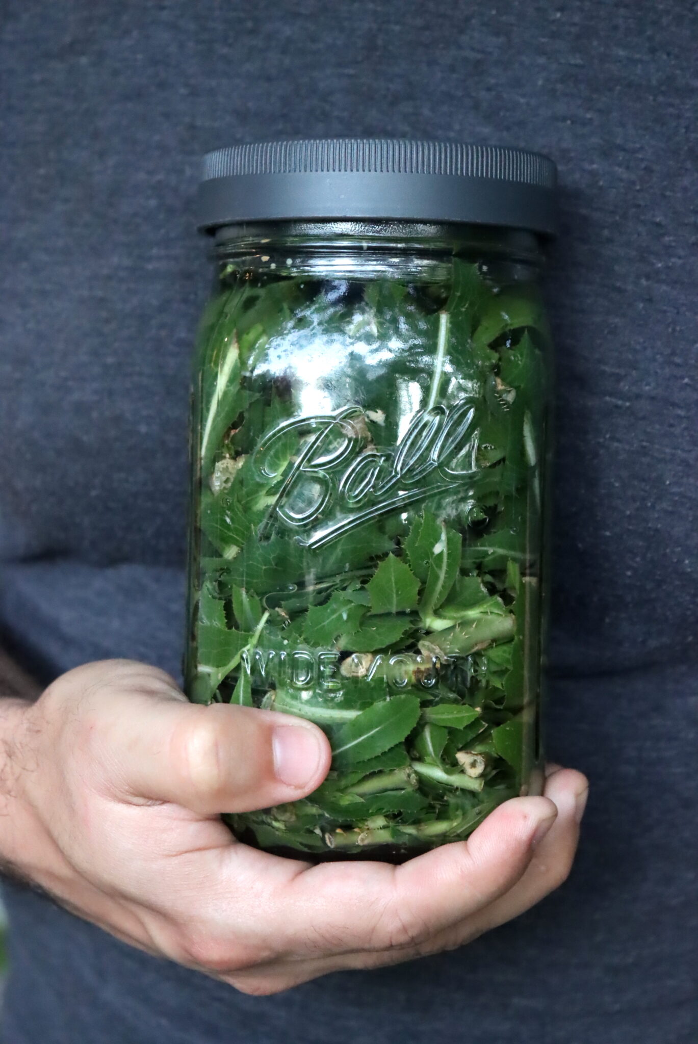Wild Lettuce tincture
