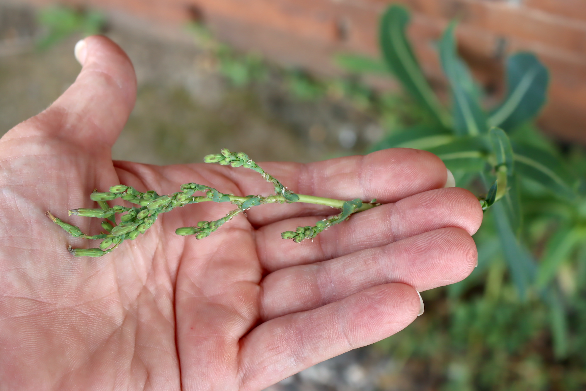 Wild Lettuce tops