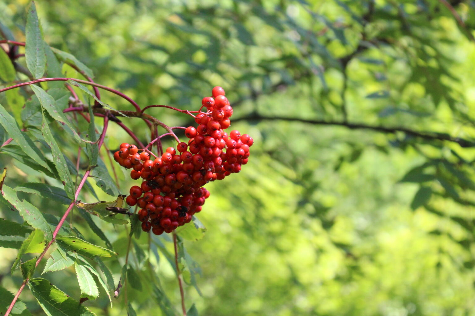 Wild Rowanberries