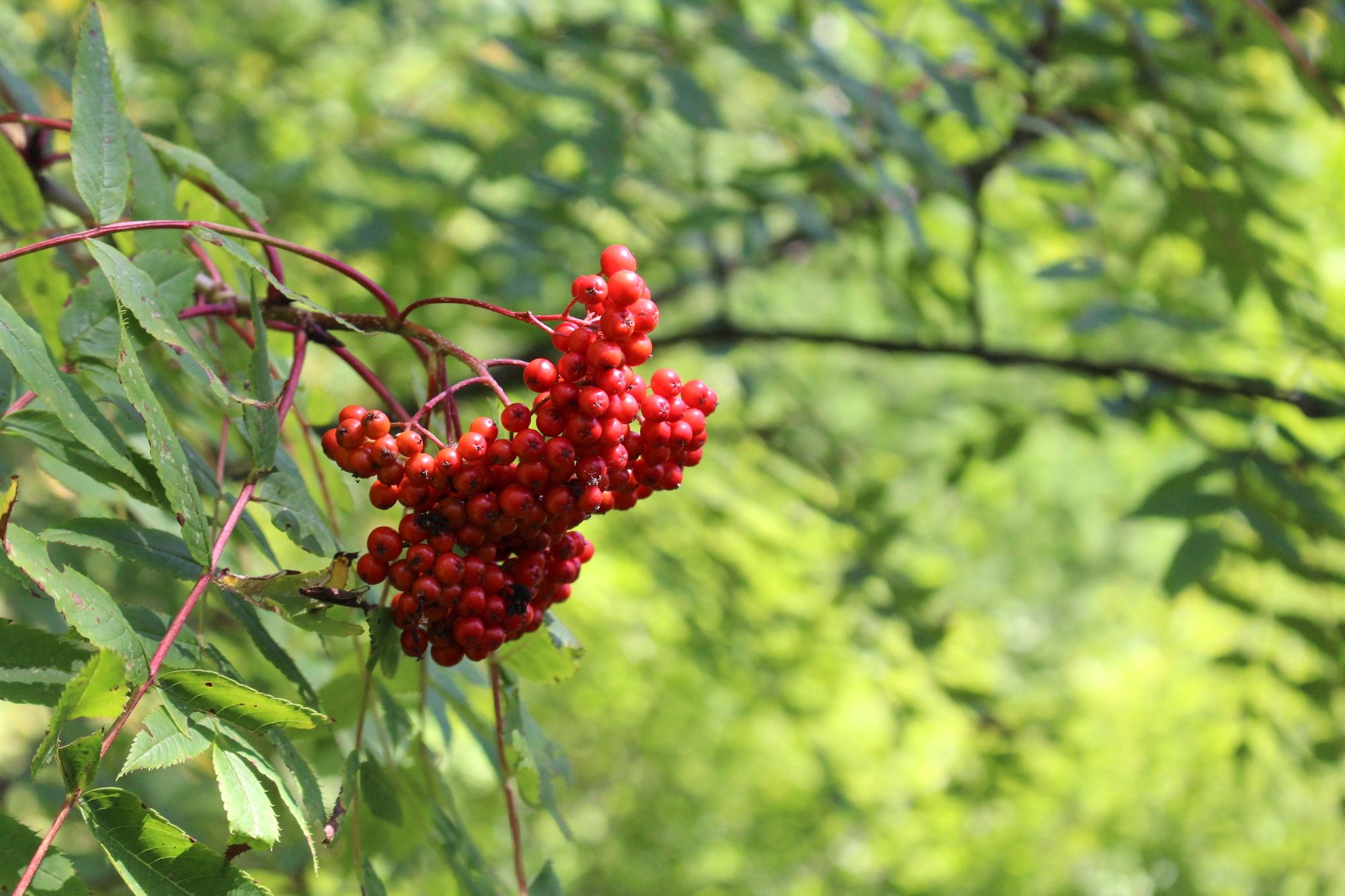Wild Rowanberries