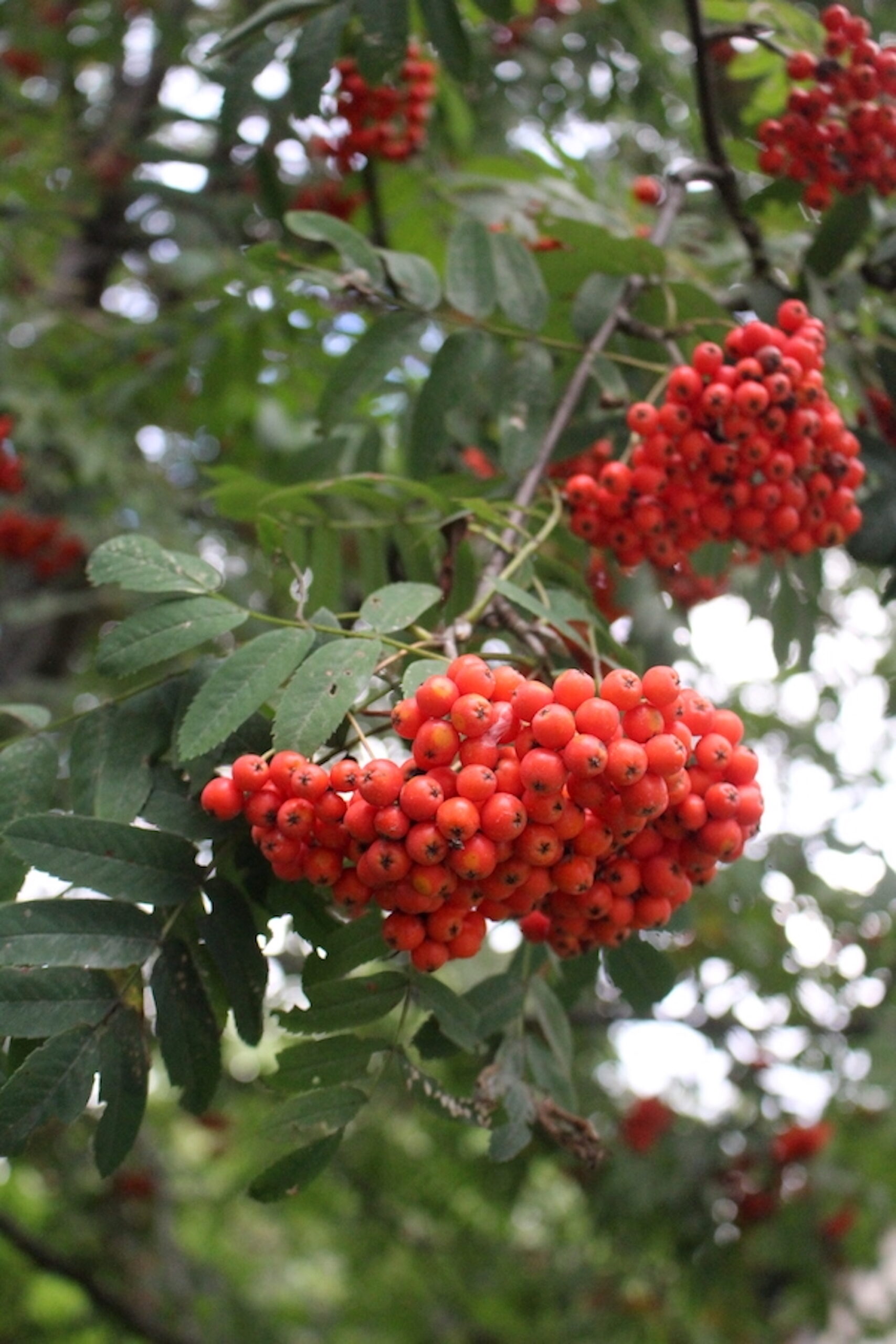 Wild Rowanberry Clusters
