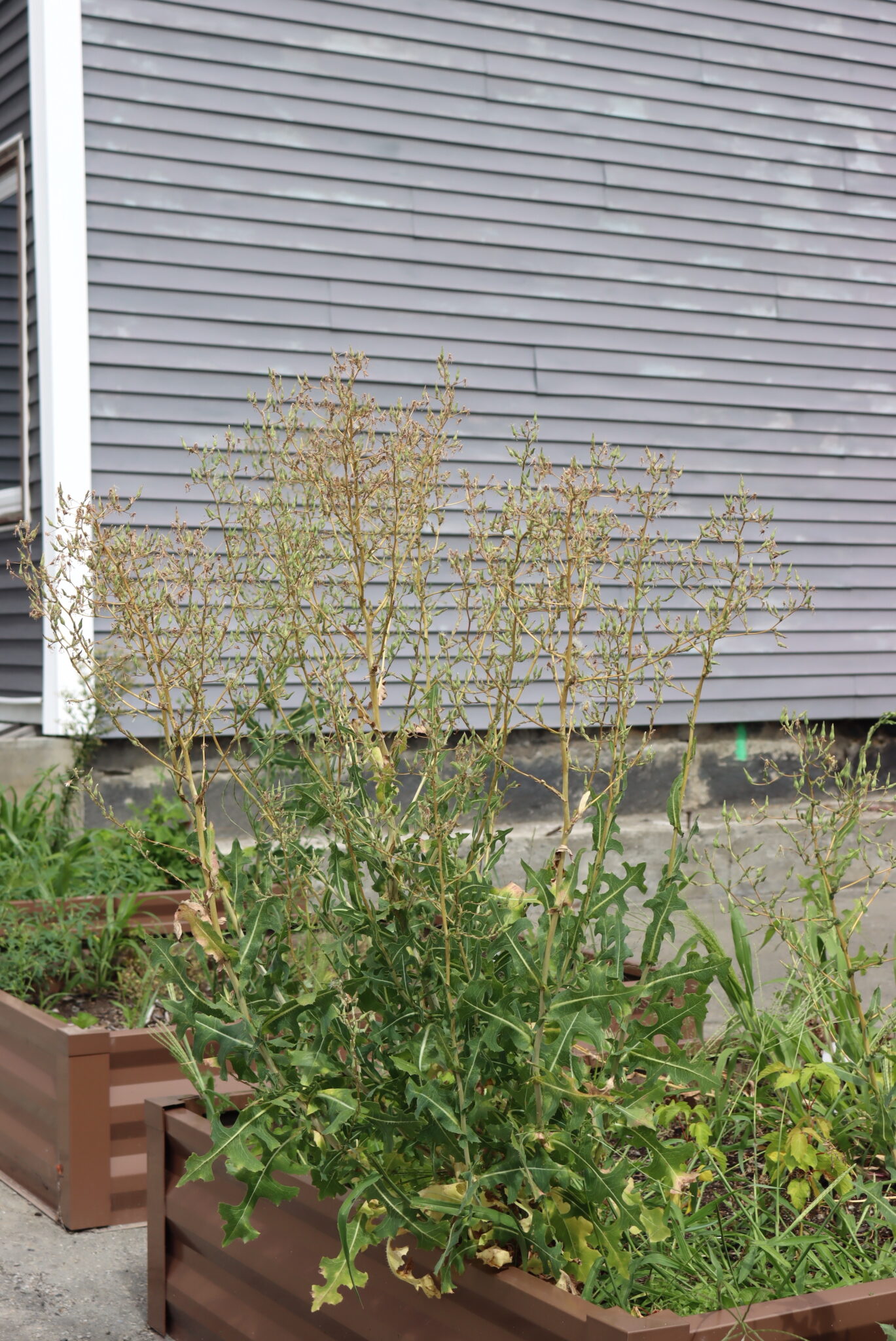 Wild lettuce in Urban Planter Boxes