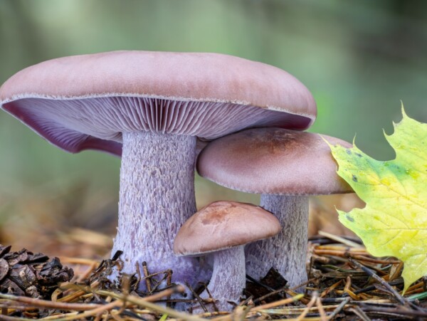 Wood Blewit Mushrooms