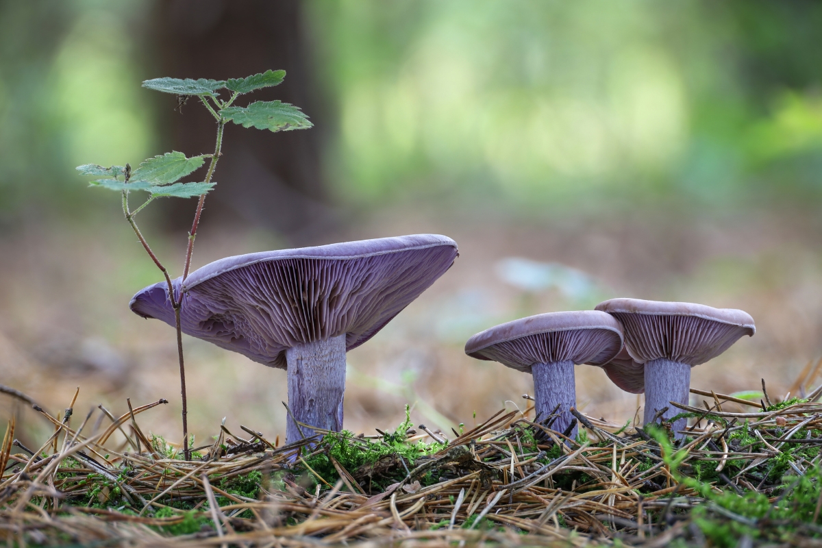 Wood Blewit Mushrooms