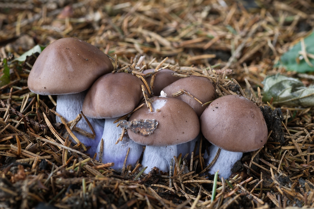 Wood Blewit Mushrooms