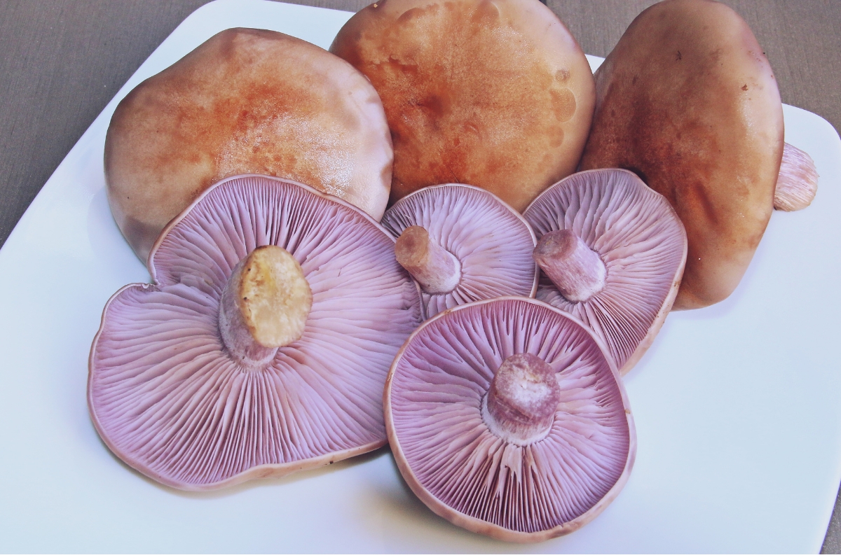 Wood Blewit Mushrooms