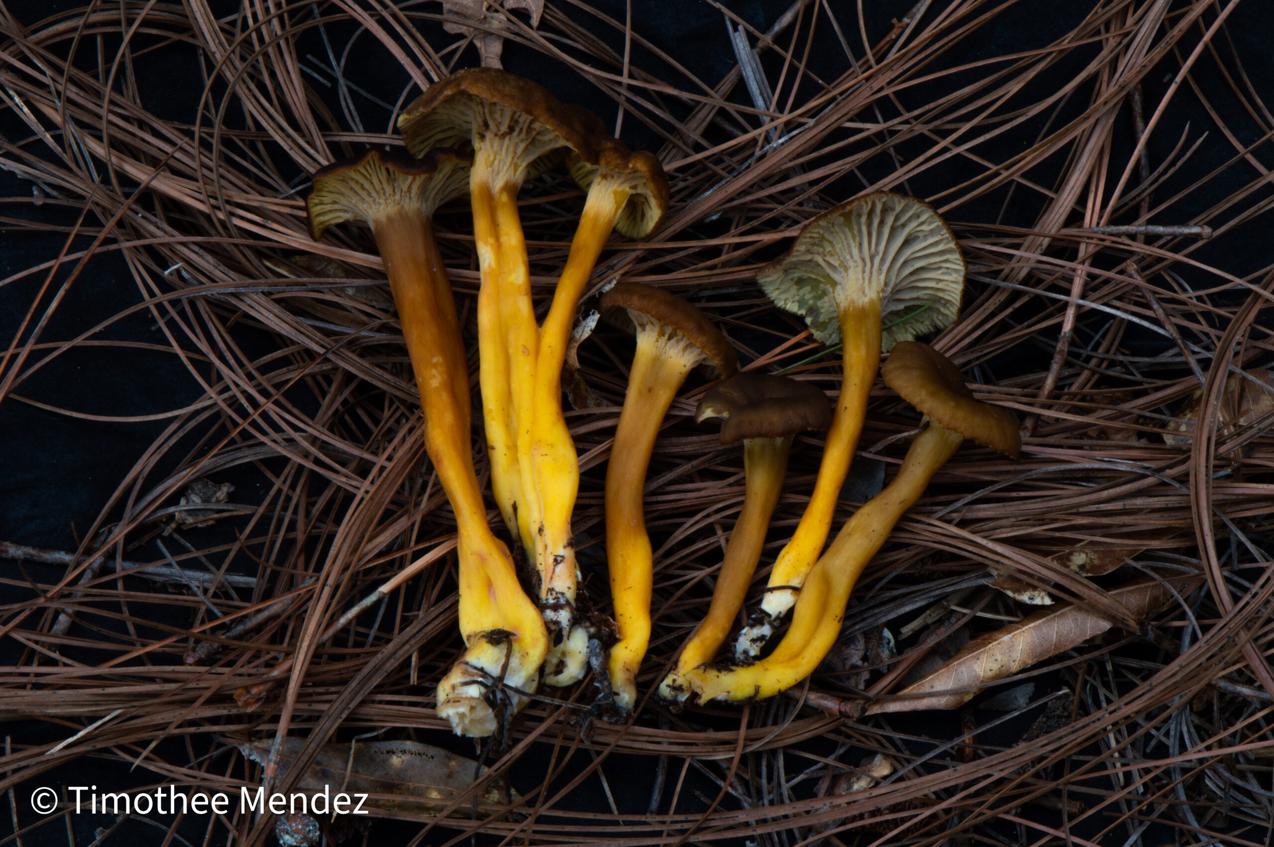 Yellowfoot Chanterelle Identification