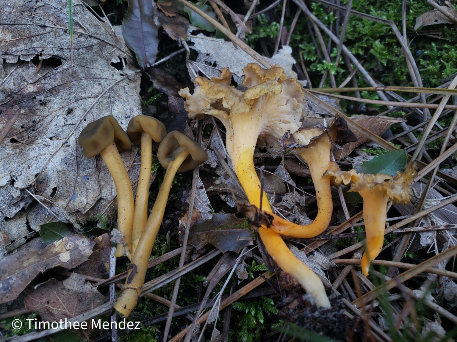 Jelly Babies next to the Smooth Yellow Foot, Craterellus ignicolor.&nbsp;