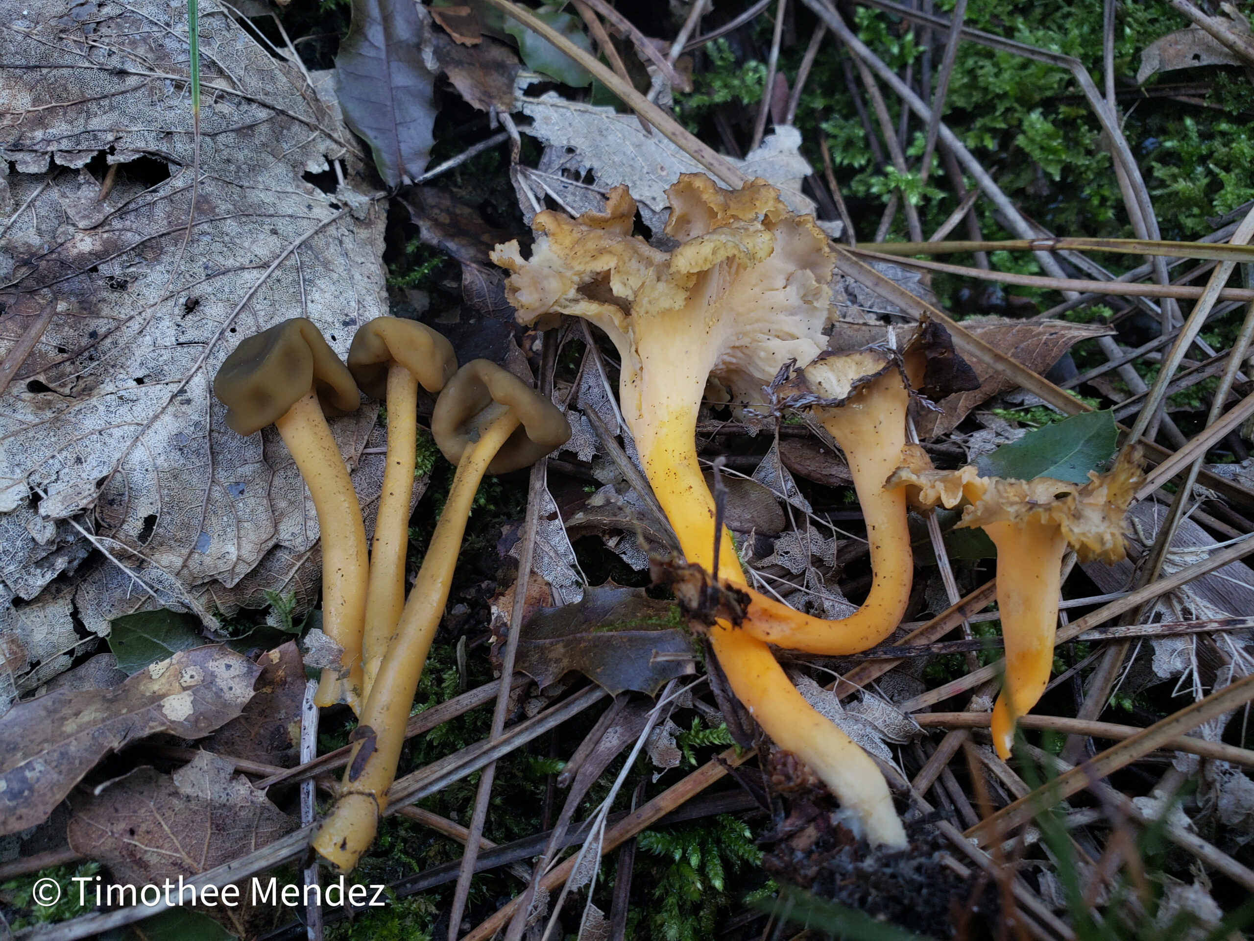 Jelly Babies next to the Smooth Yellow Foot, Craterellus ignicolor.