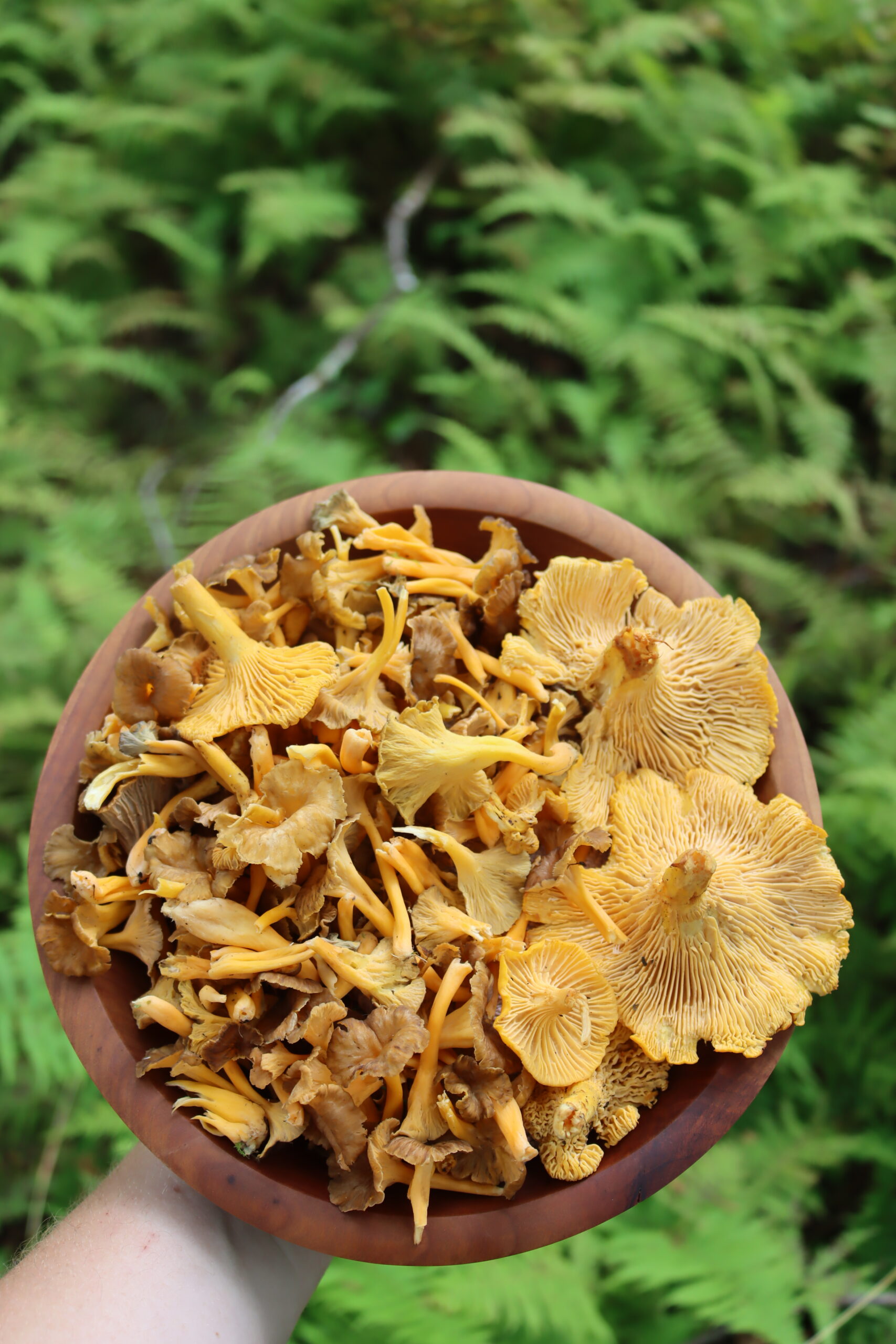 Yellowfoot Chanterelles