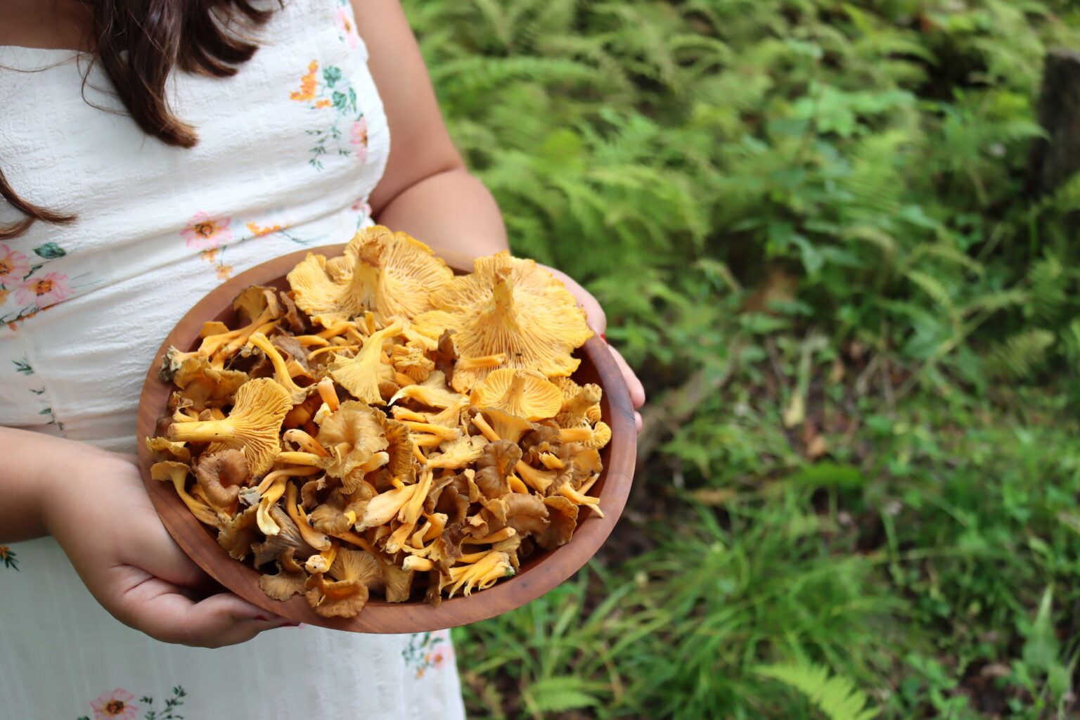Yellowfoot Chanterelles