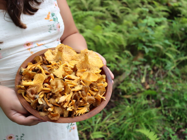 Yellowfoot Chanterelles