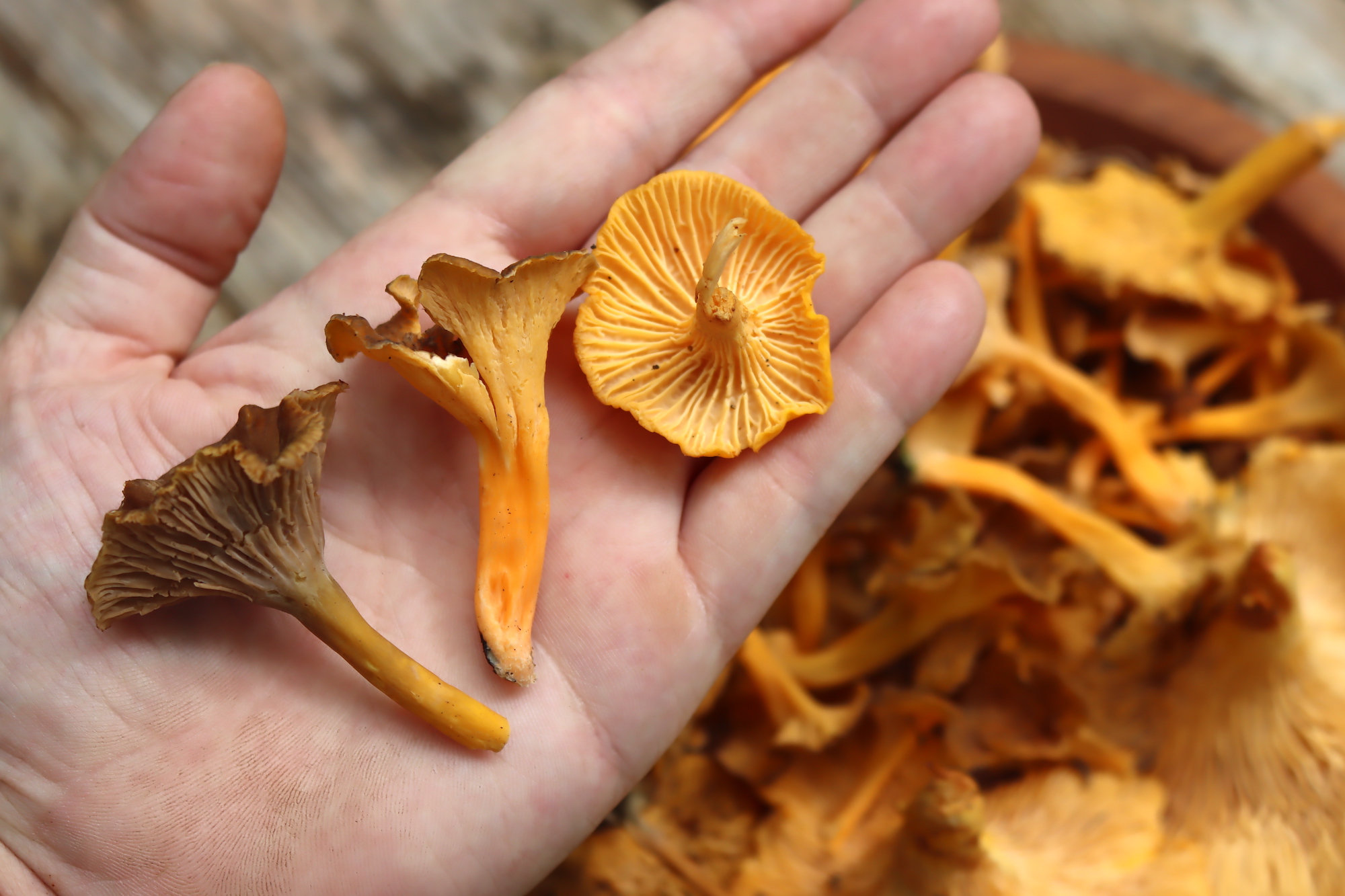 Two species of yellowfoot chanterelles (left) and a "regular" chanterelle at right for comparison