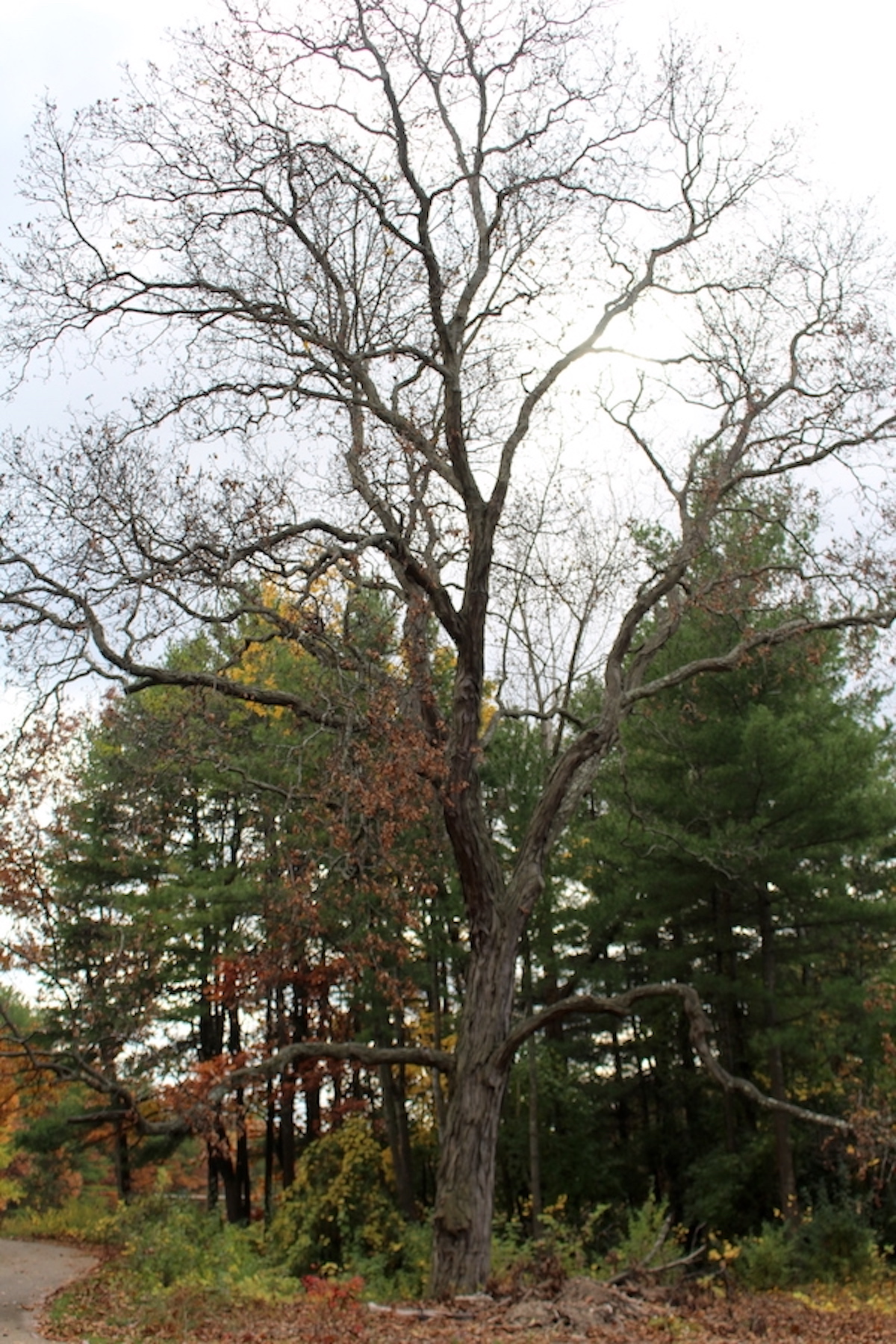 mature shagbark tree