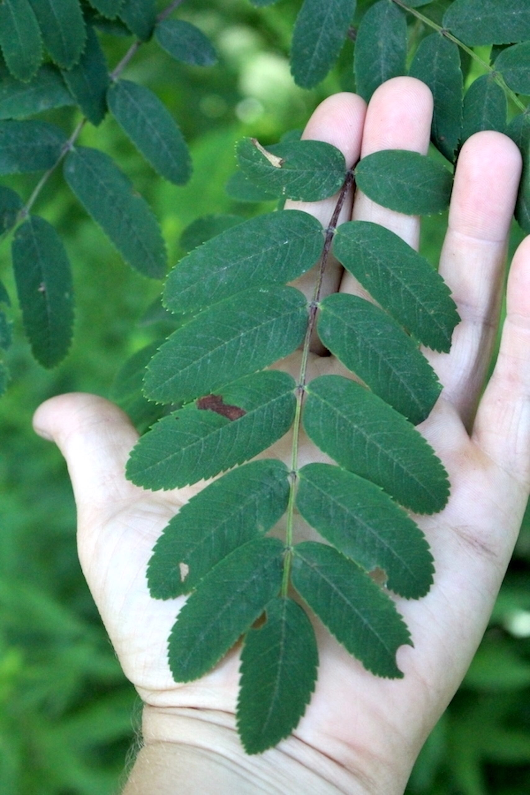 rowanberry Leaves