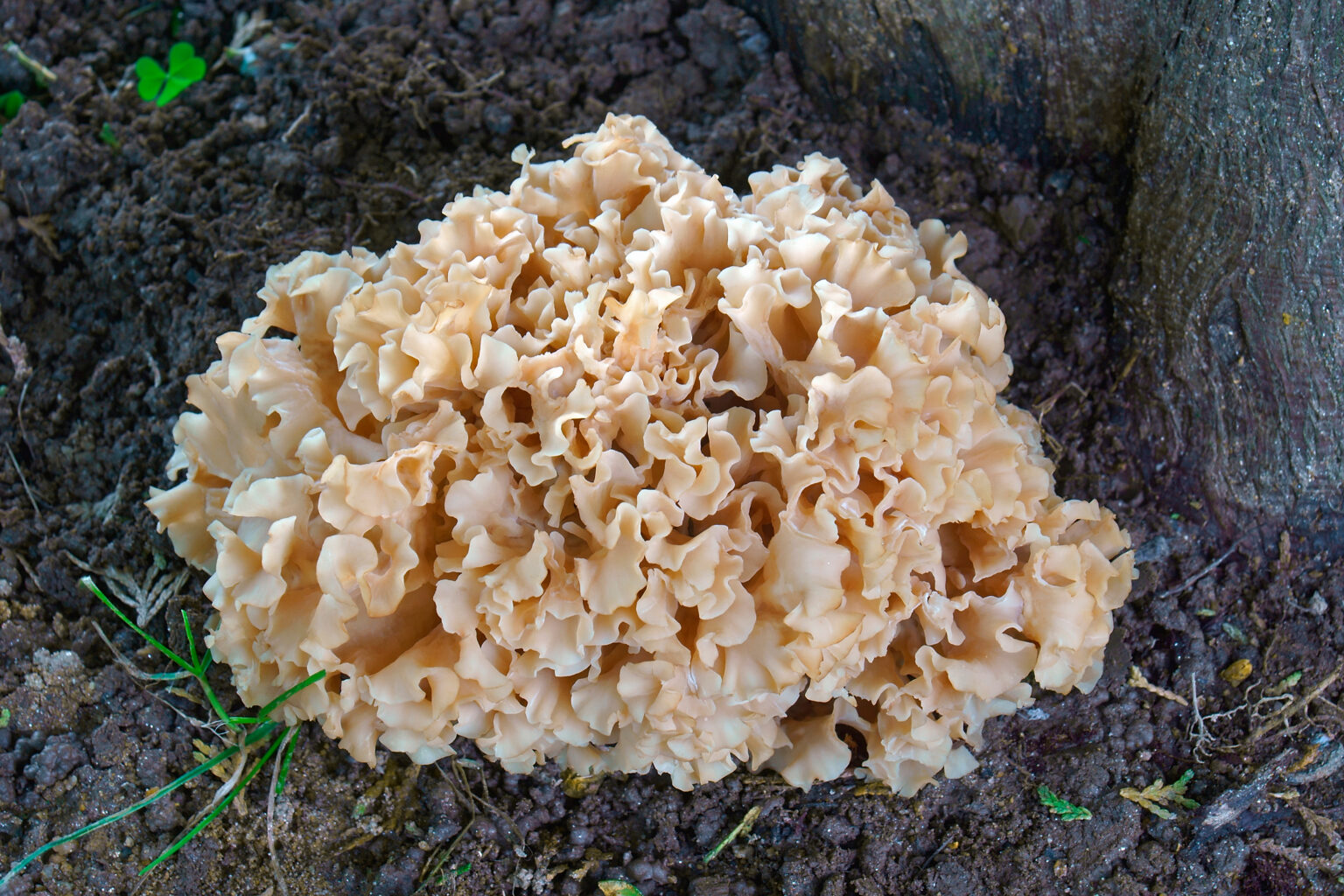 Western Cauliflower Mushroom (sparassis radicata)