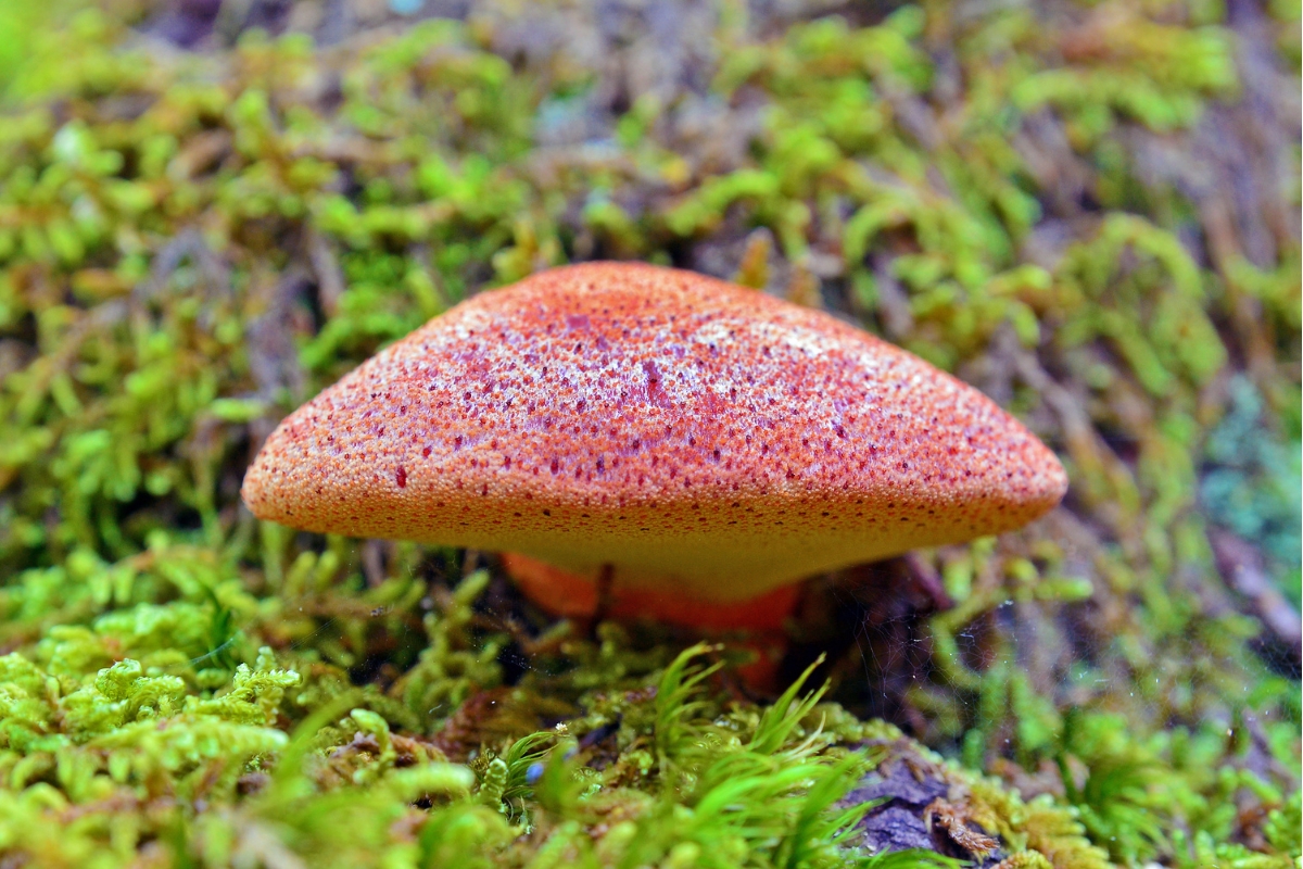 Beefsteak Mushroom