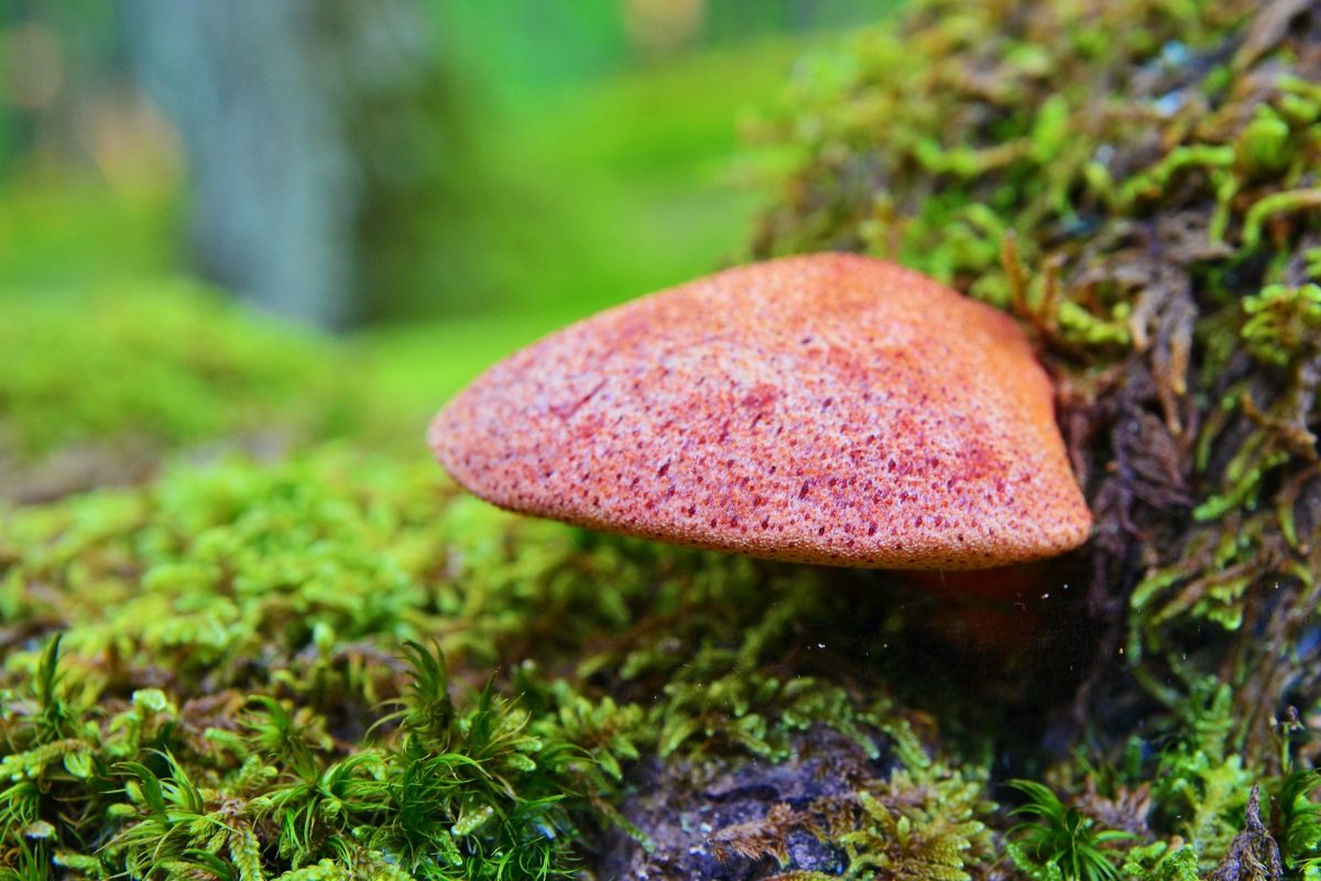 Beefsteak Mushroom